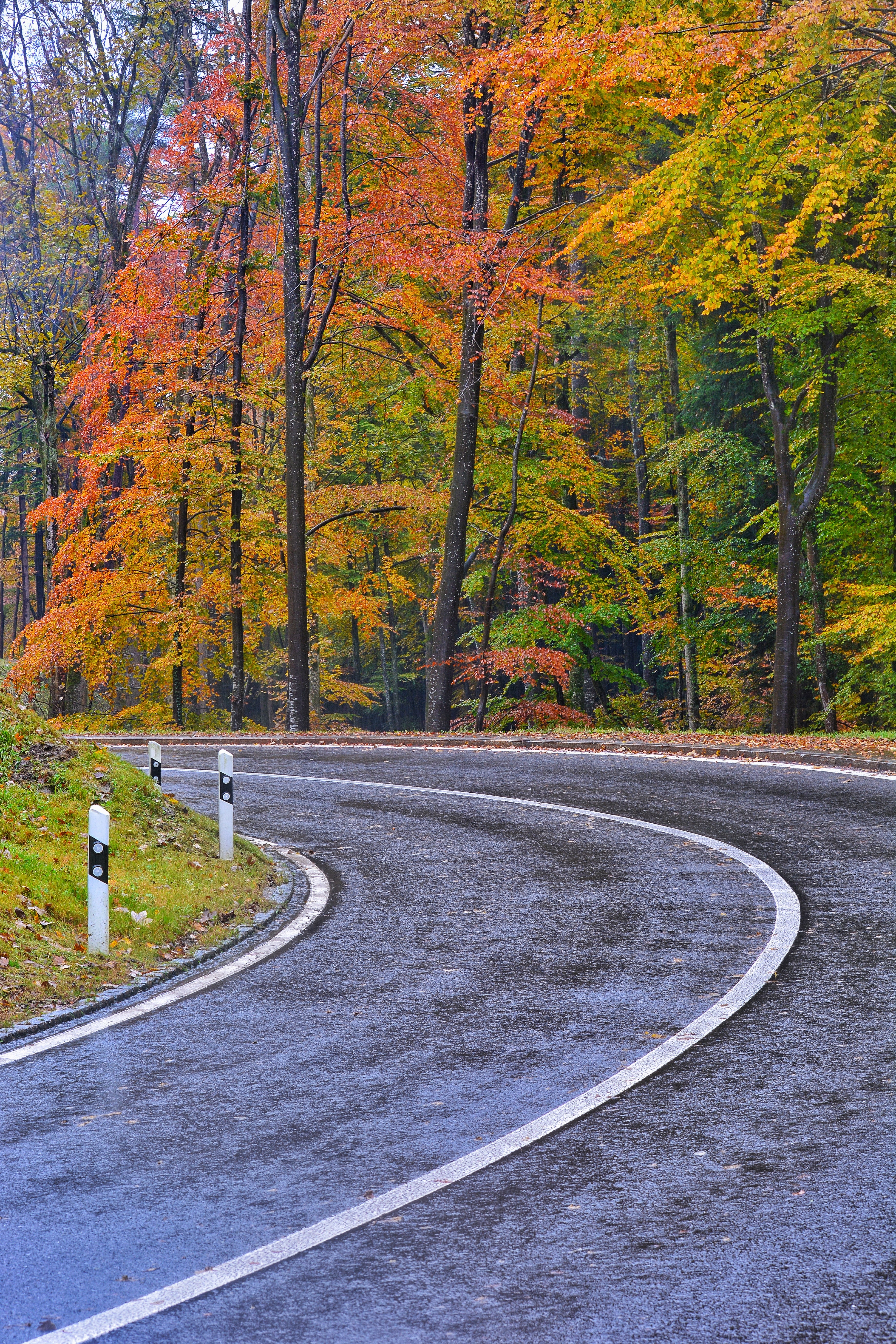 road, nature, trees, autumn, markup UHD