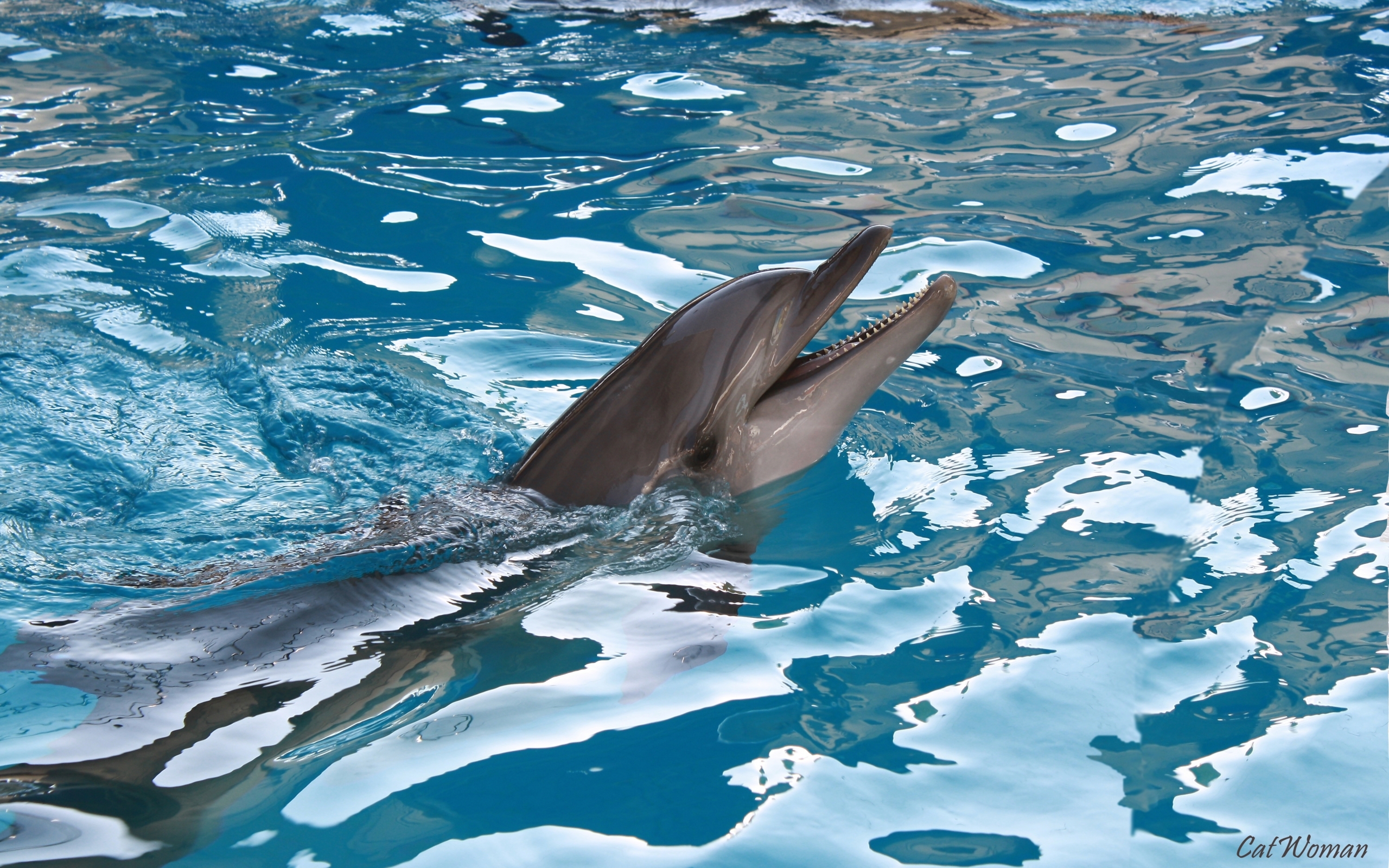 3438 скачать обои дельфины, бирюзовые, животные, вода - заставки и картинки бесплатно