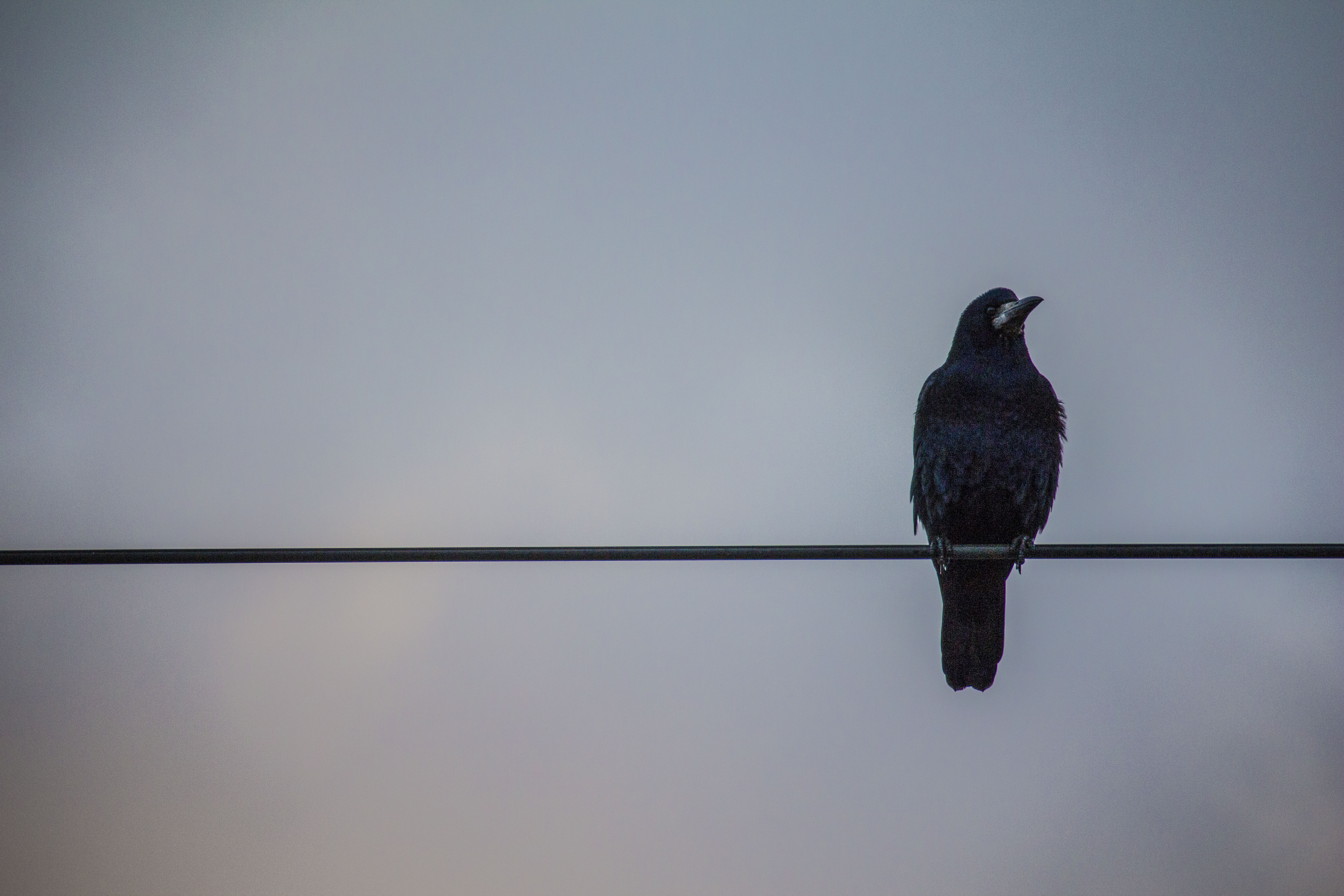 bird, minimalism, wire, raven New Lock Screen Backgrounds