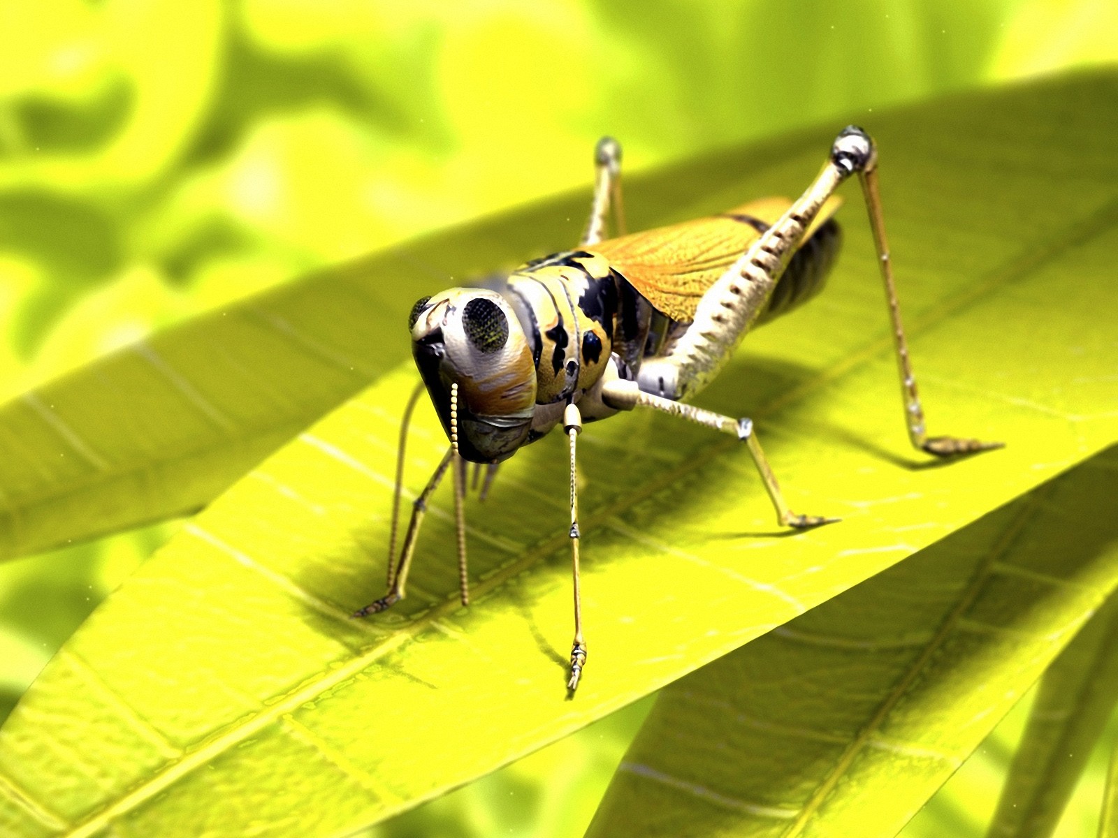 animal, grasshopper Full HD
