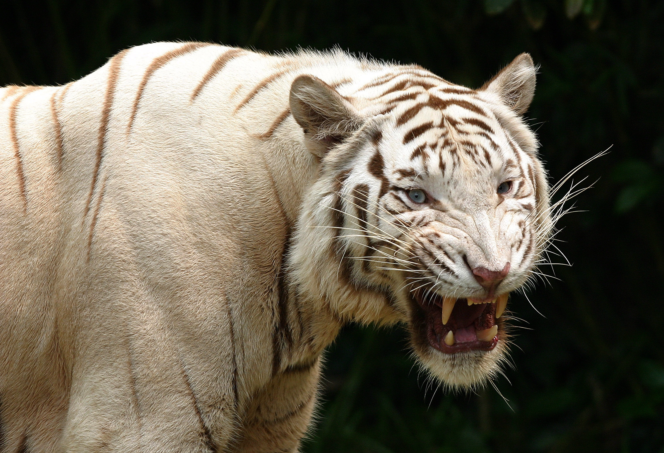 albino, aggression, animals, predator home screen for smartphone