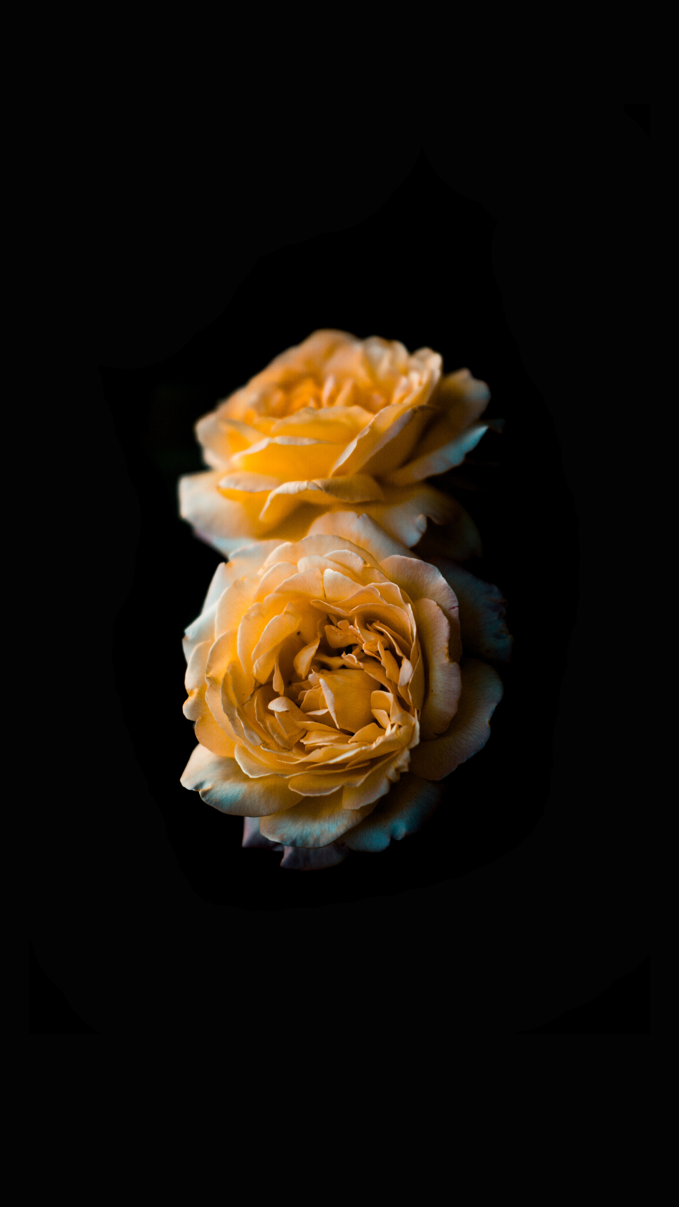 Handy-Wallpaper Blumen, Blume, Rose, Knospe, Bud, Dunkler Hintergrund, Dunkle Hintergründe kostenlos herunterladen.
