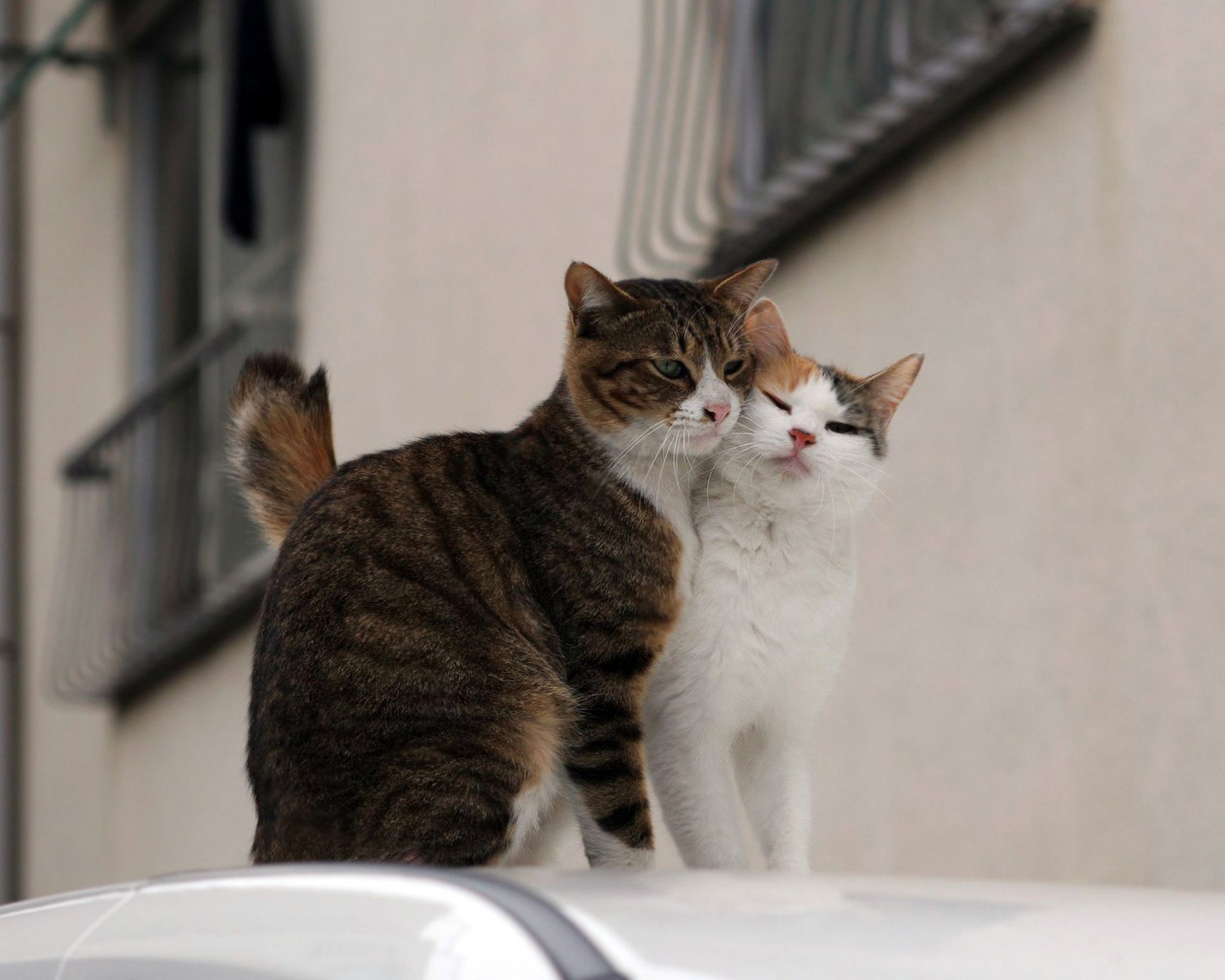 animals, cats, tenderness, pair Windows Mobile Wallpaper
