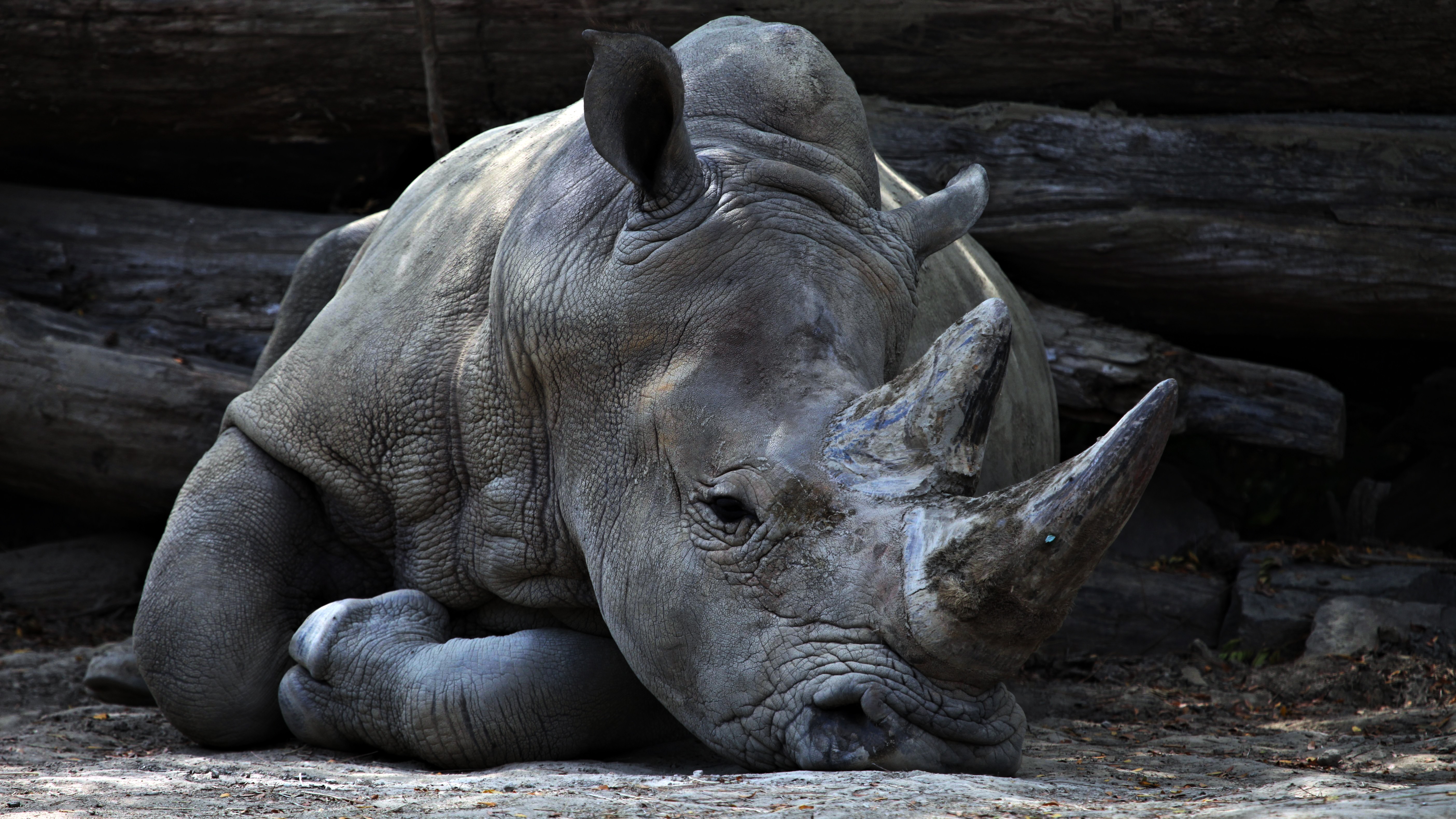 60631 Bild herunterladen tiere, lügen, liegt, nashorn, rhinoceros, horn - Hintergrundbilder und Bildschirmschoner kostenlos