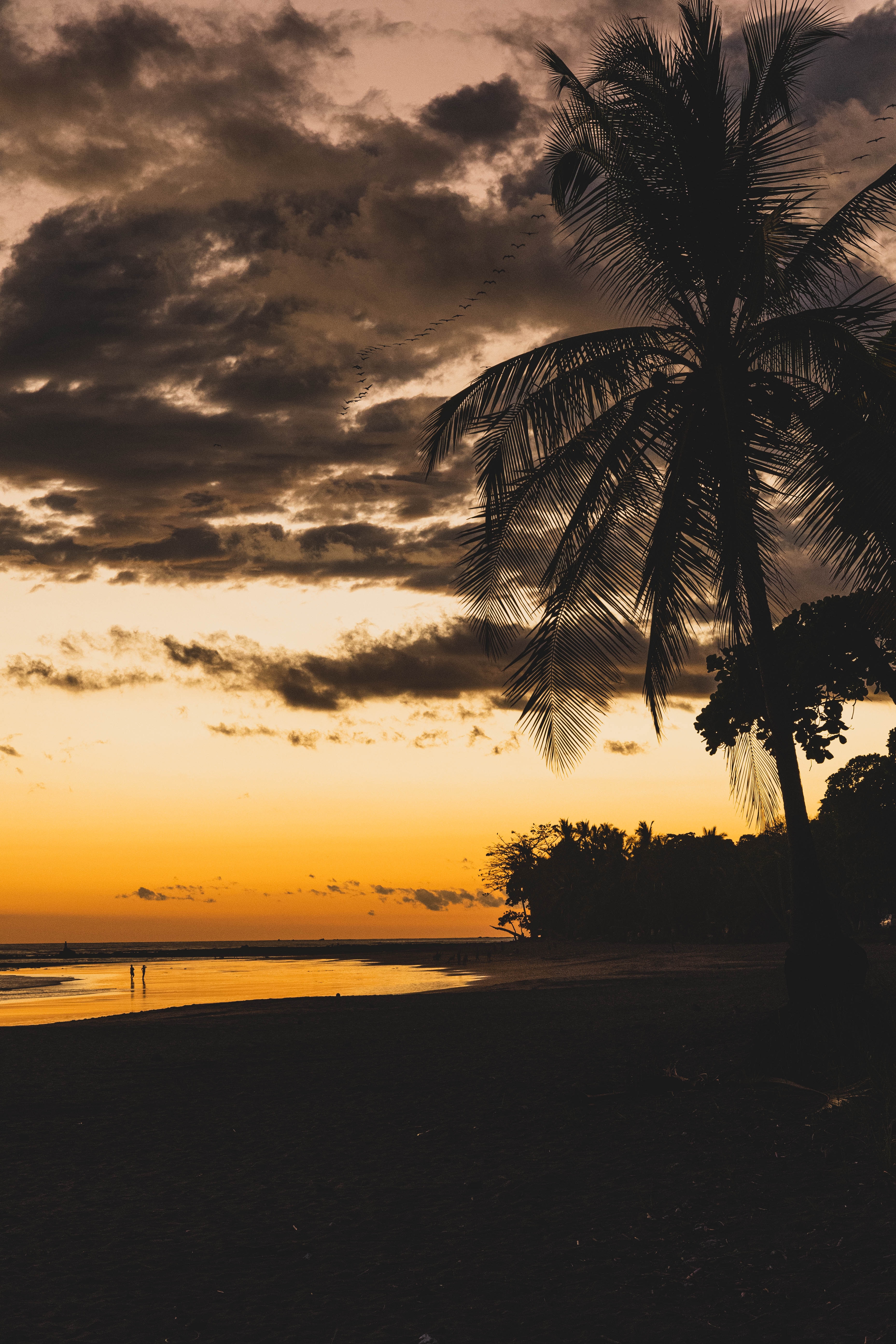 twilight, dusk, palm, silhouettes Screen Wallpaper