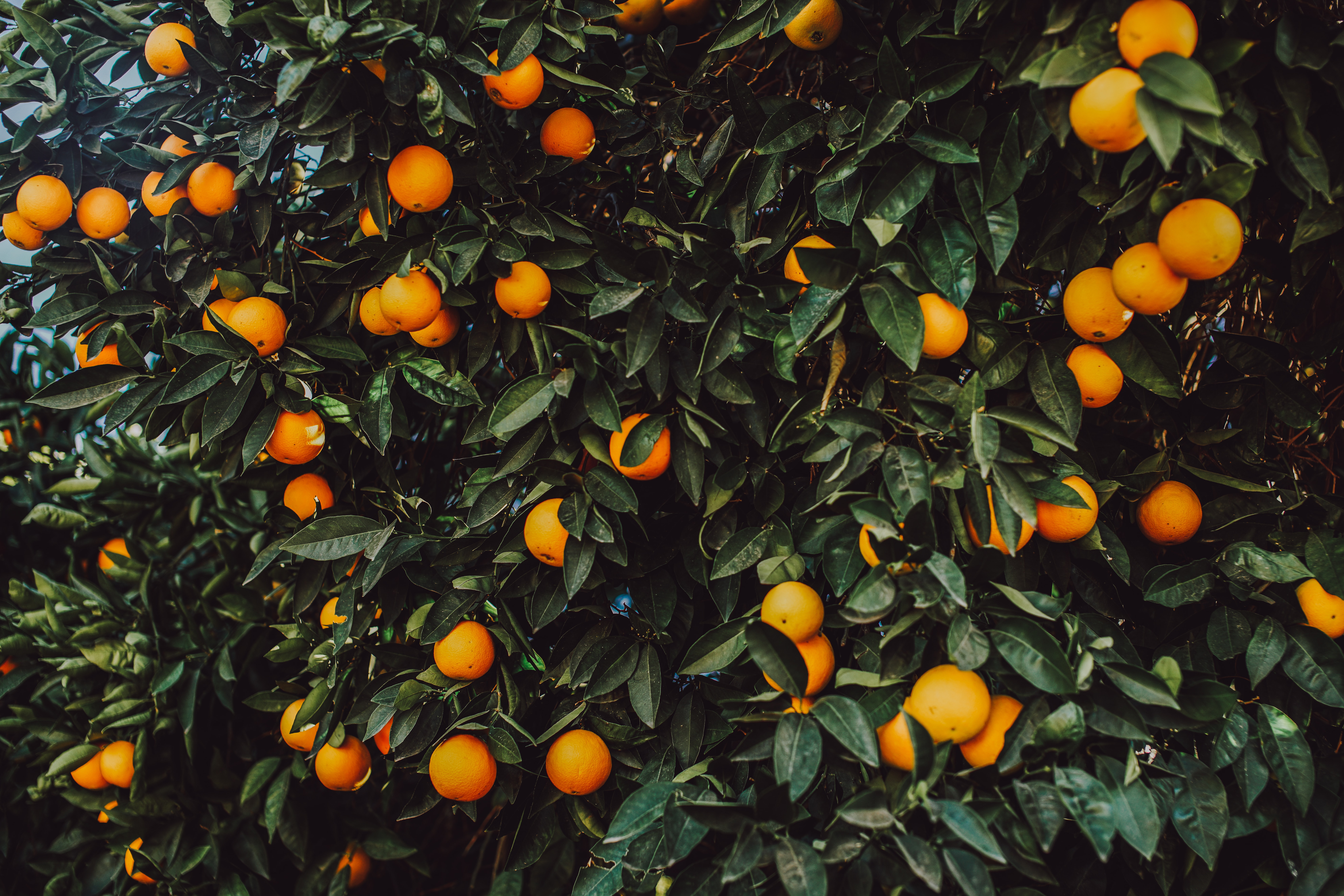 135344 скачать Оранжевые обои на телефон бесплатно, природа, куст, апельсин, плоды Оранжевые картинки и заставки на мобильный