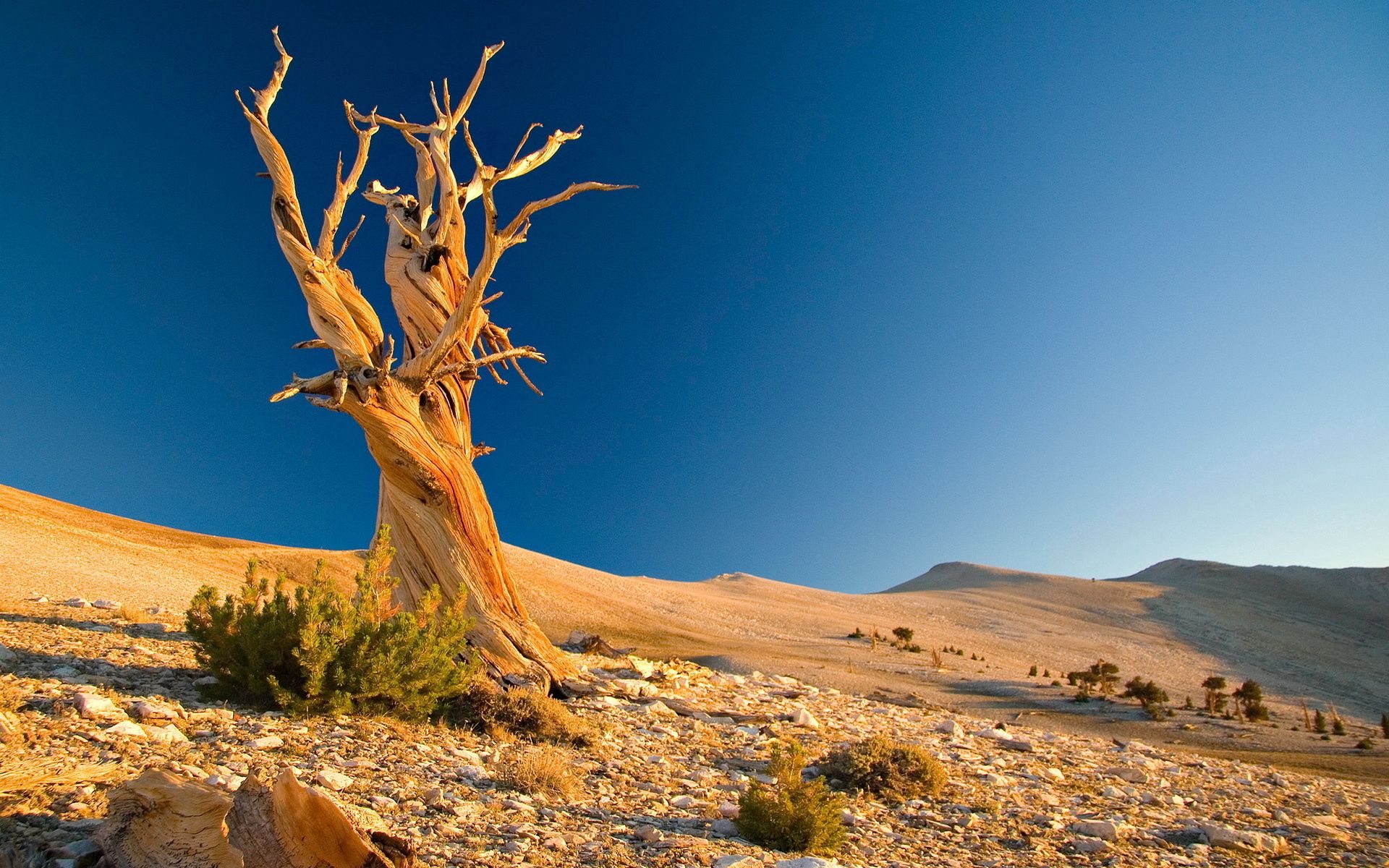 104300 скачать обои природа, пустыня, камни, песок, дерево, сплетения, кустарники, мертвое, ветви - заставки и картинки бесплатно
