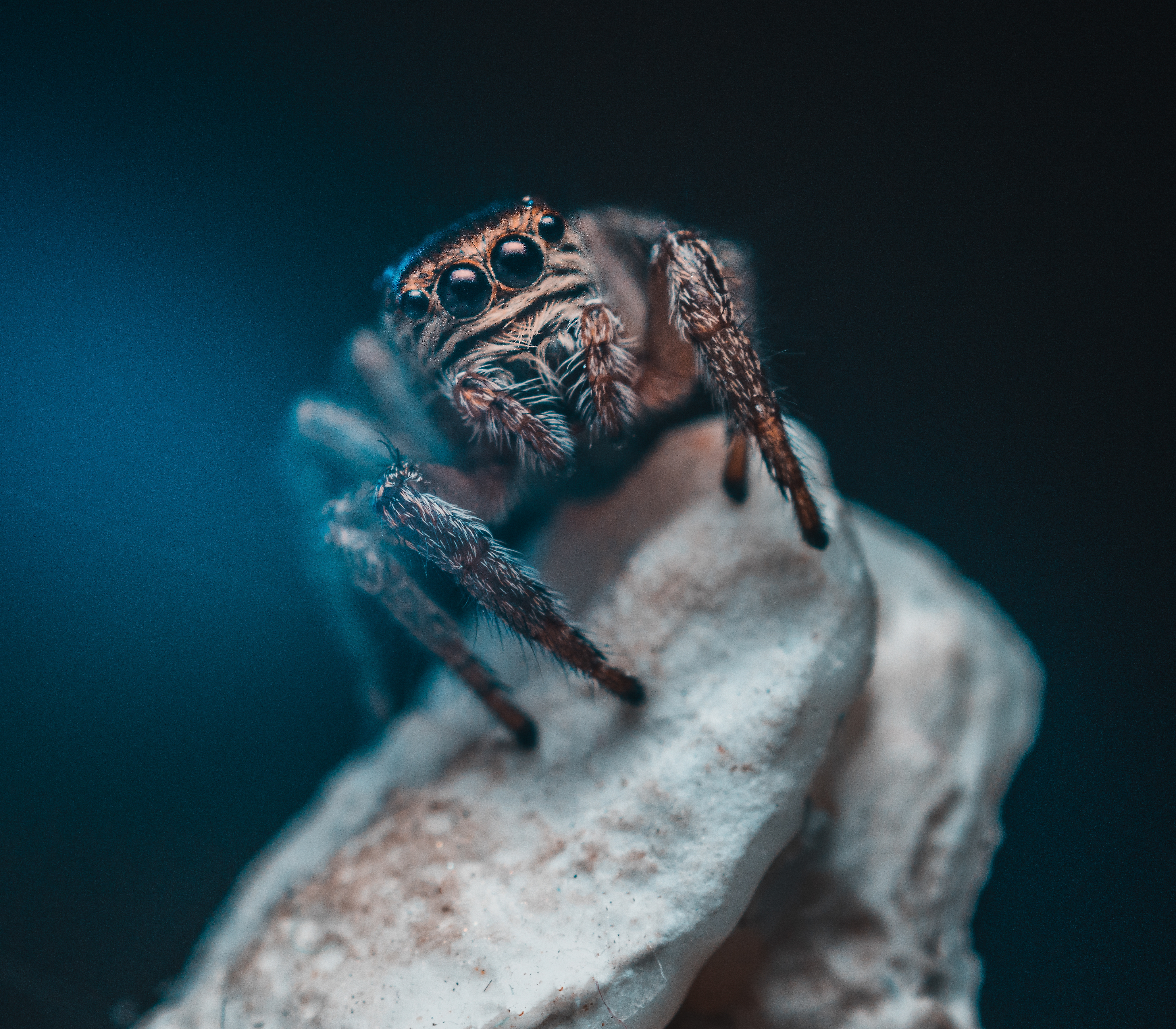 eyes, macro, insect, spider