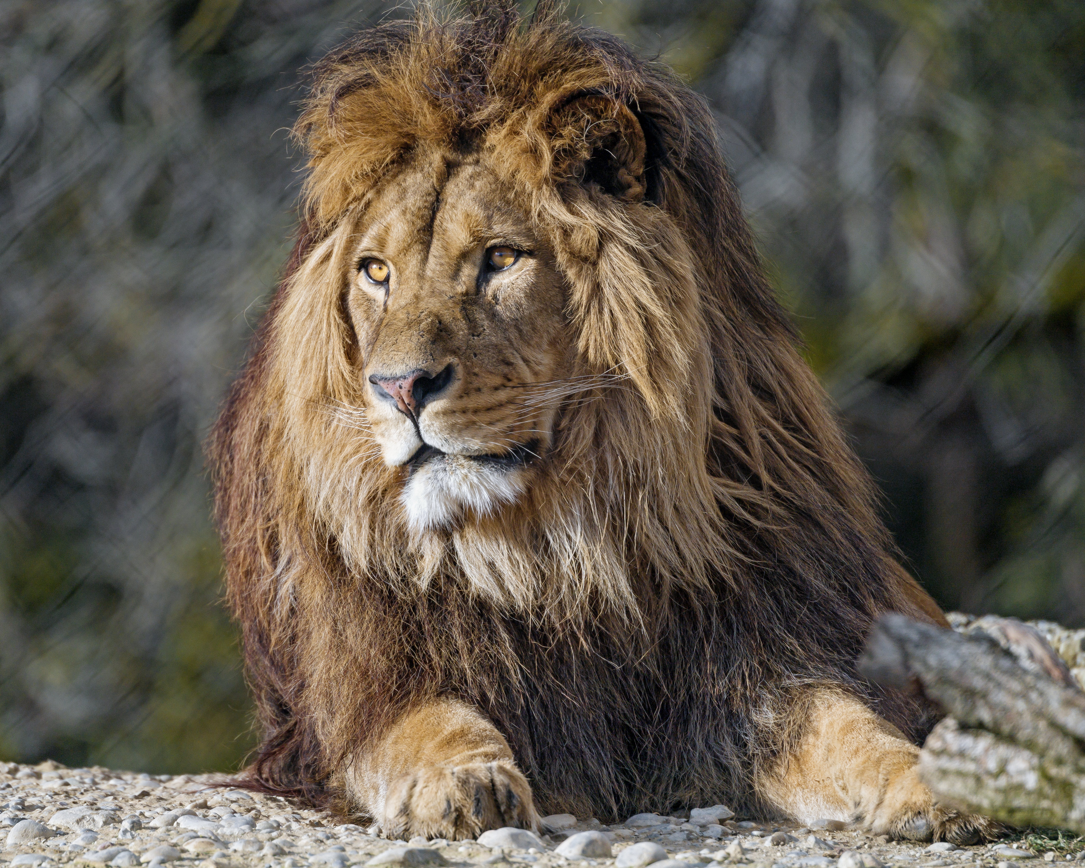 75411 скачать обои лев, животные, морда, хищник, большая кошка, взгляд - заставки и картинки бесплатно