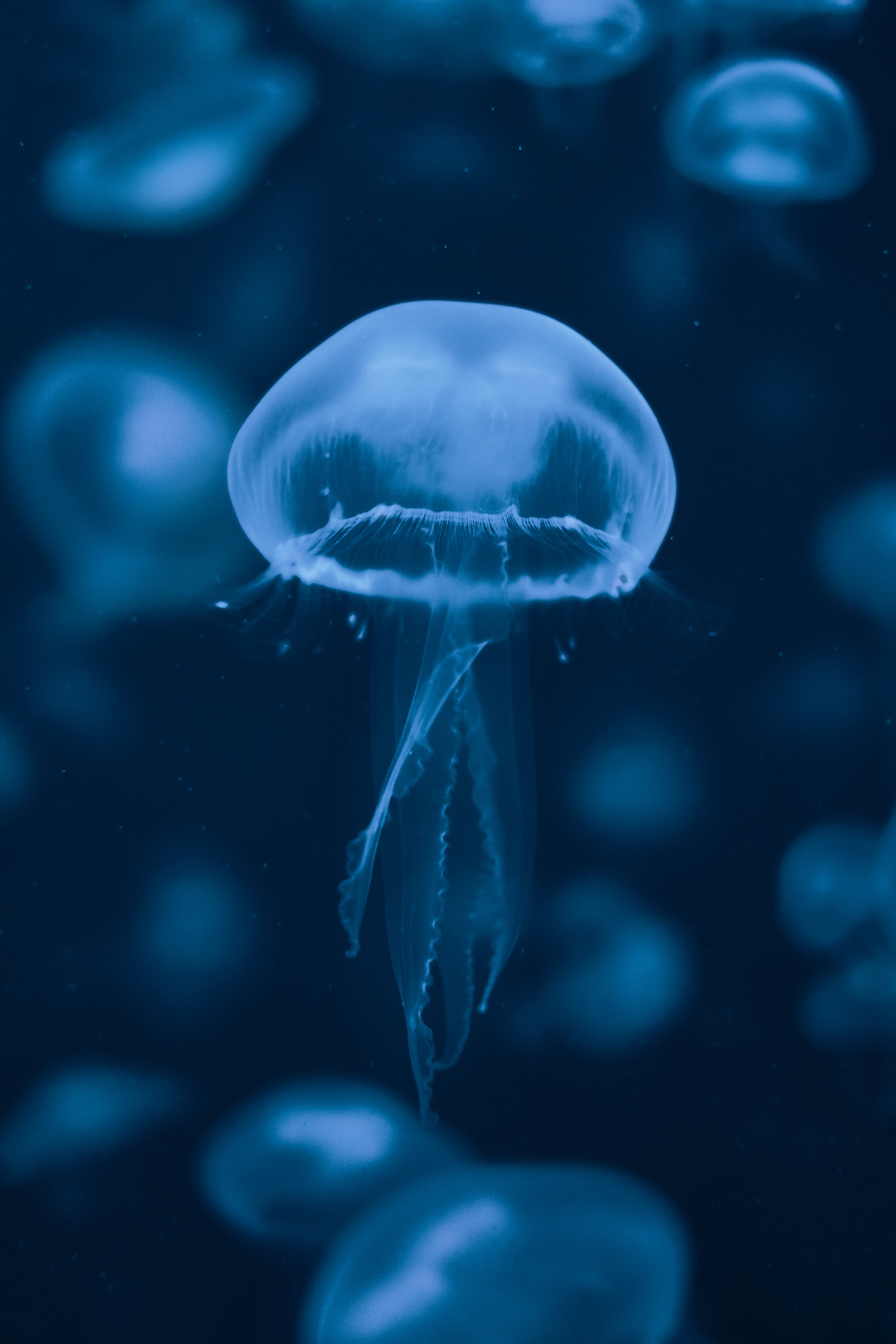 102577 Hintergrundbild herunterladen tiere, schwimmen, blau, unterwasserwelt, qualle, tentakel, die tentakel - Bildschirmschoner und Bilder kostenlos