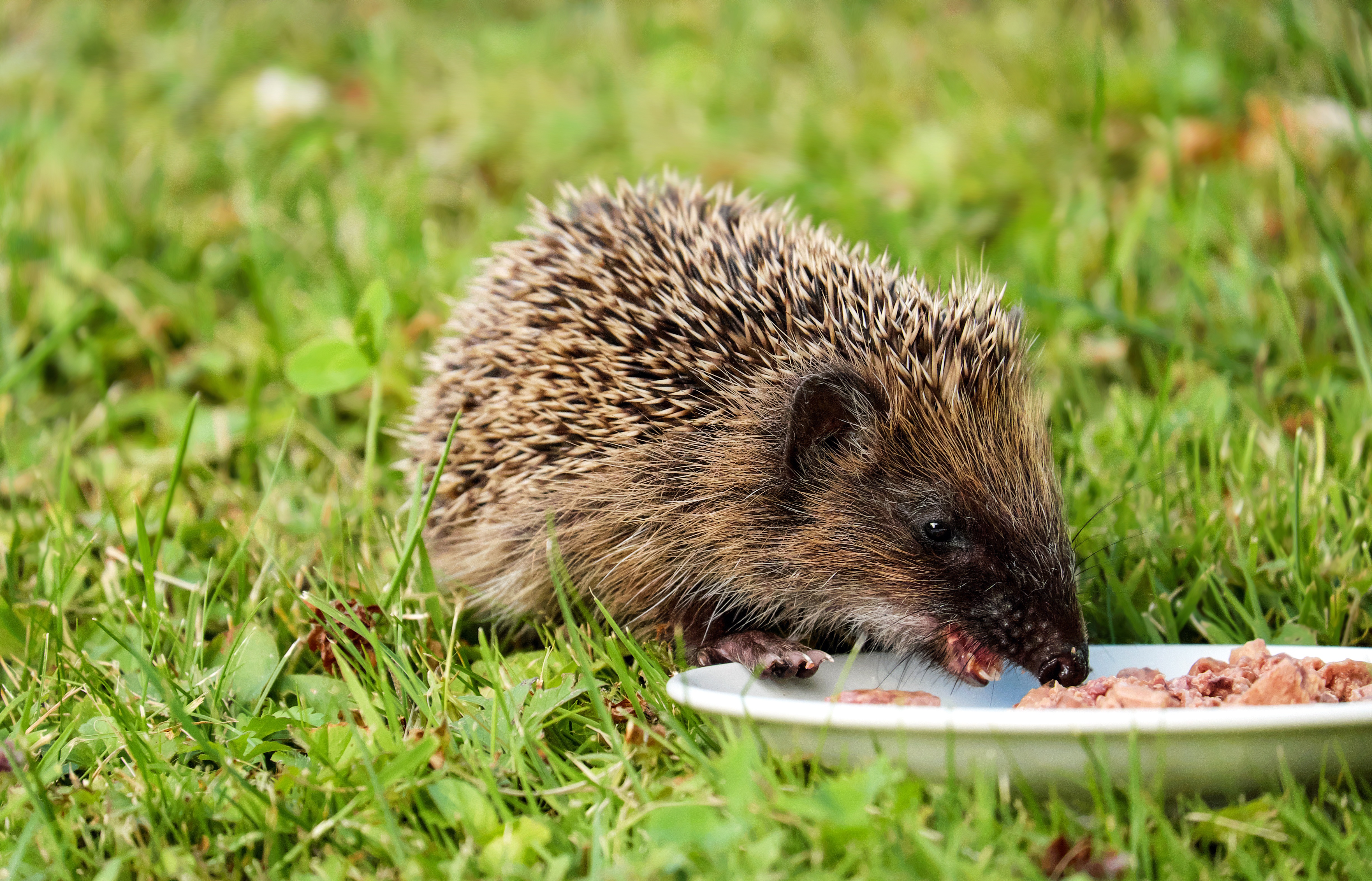 animals, hedgehog, grass, food 4K iPhone