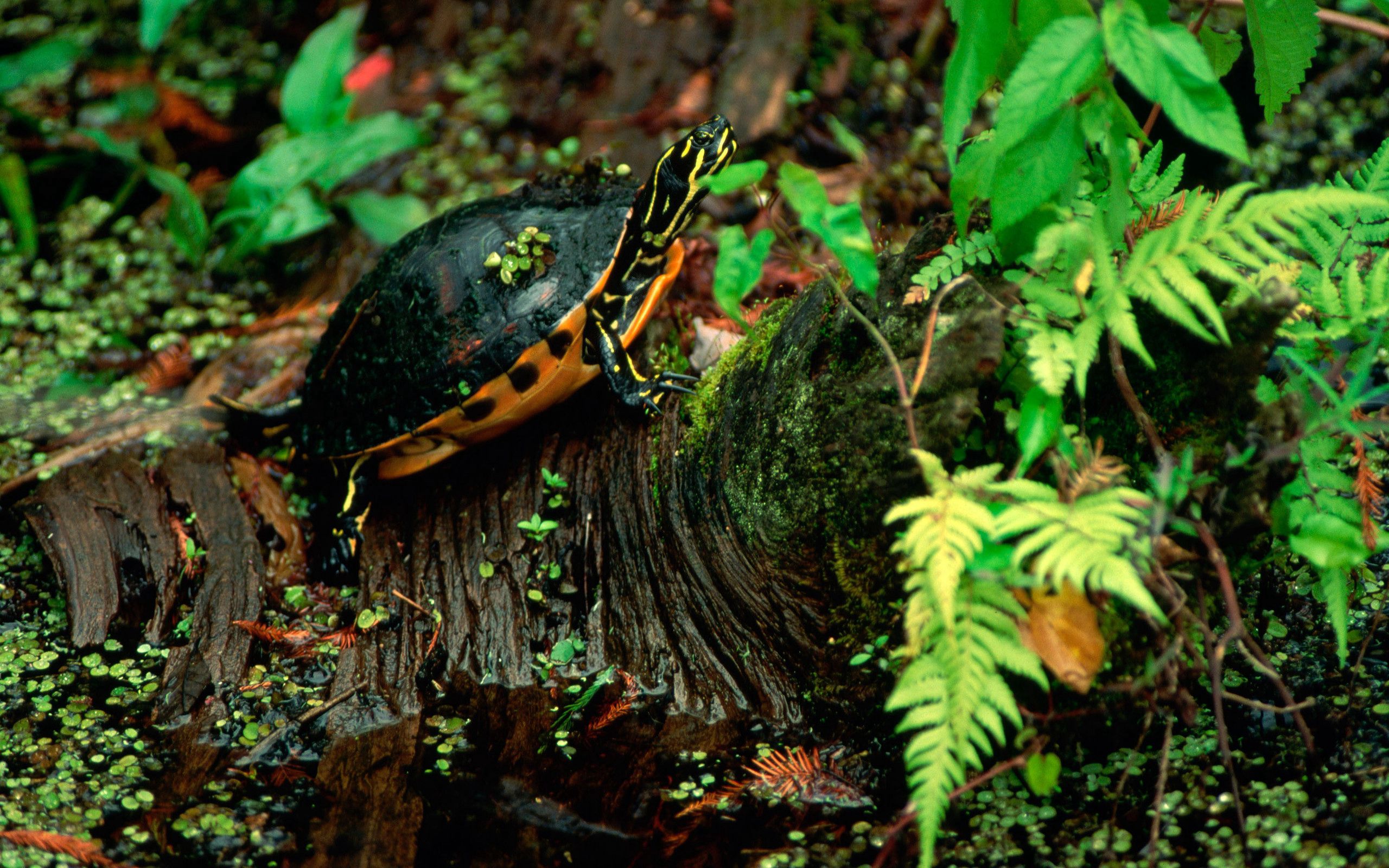 leaves, turtle, animals, grass, sit phone wallpaper