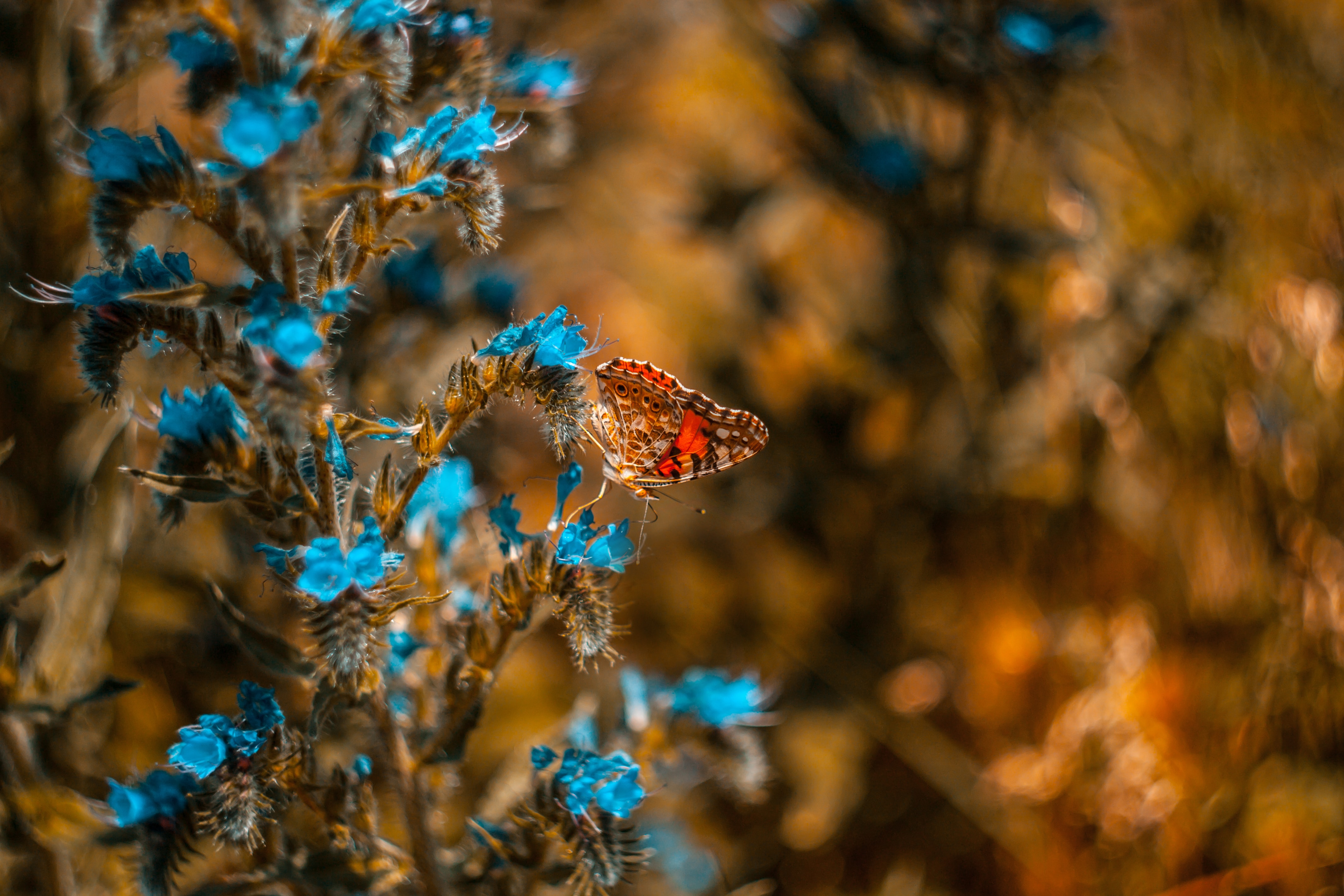 macro, butterfly, blue, flower, insect