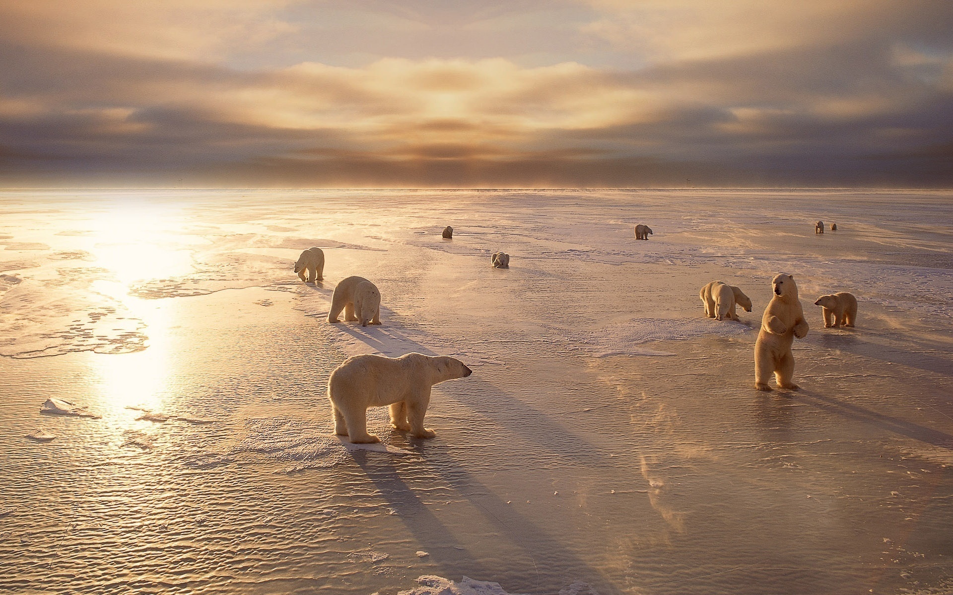 Laden Sie das Tiere, Bären-Bild kostenlos auf Ihren PC-Desktop herunter