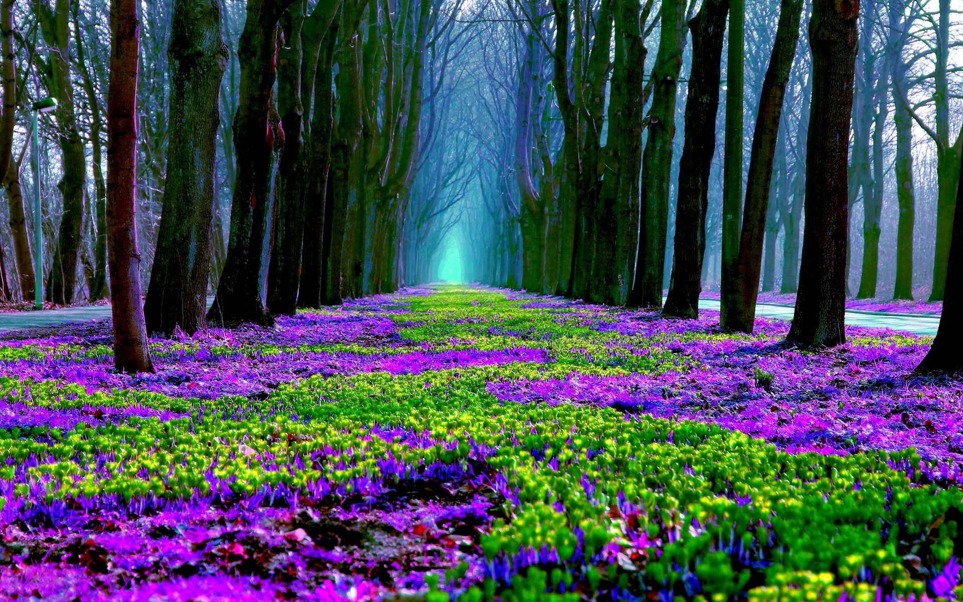 746065 免費下載壁紙 春季, 自然, 森林, 花, 紫色, 树 屏保和圖片