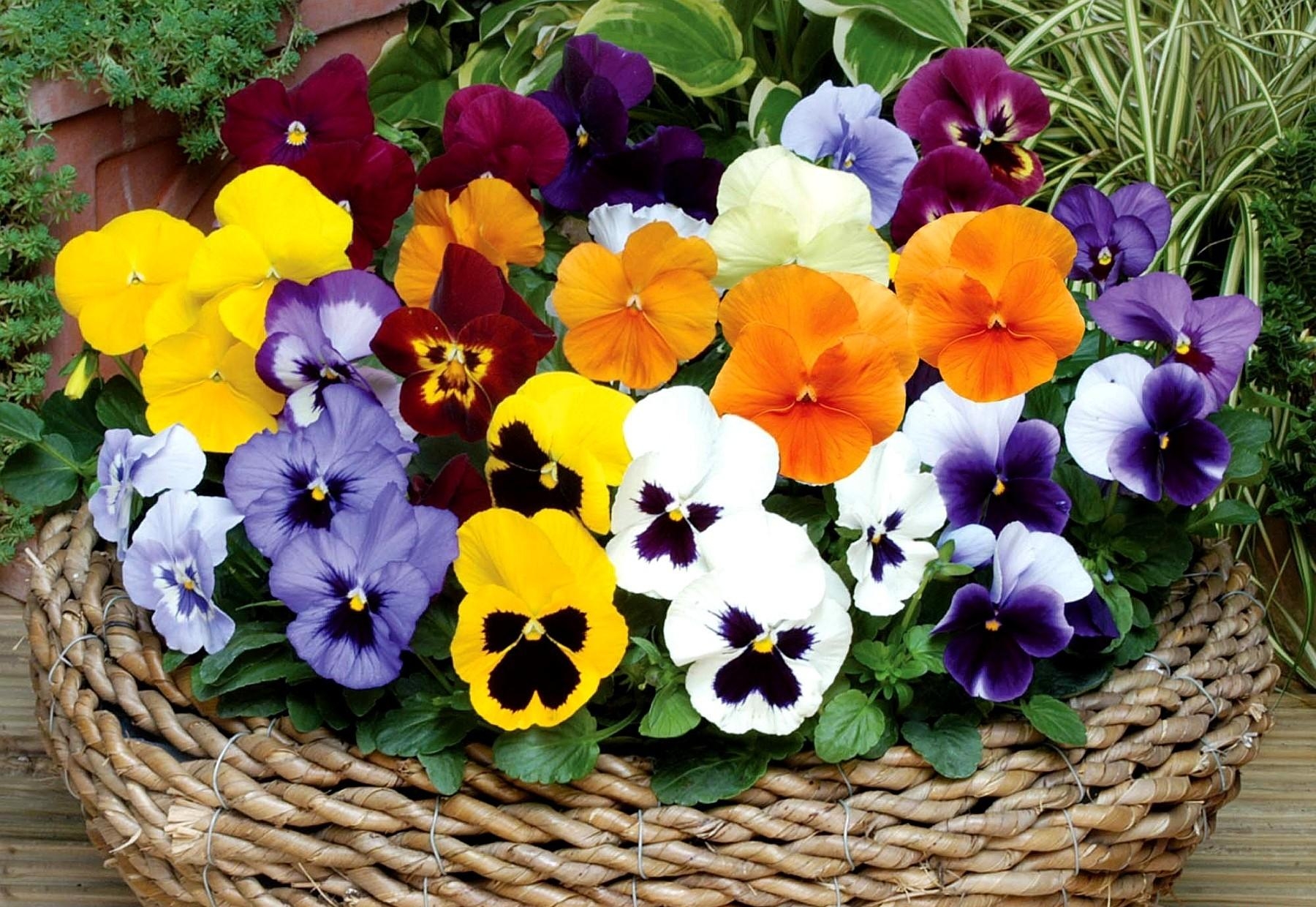 pansies, flowers, bright, basket