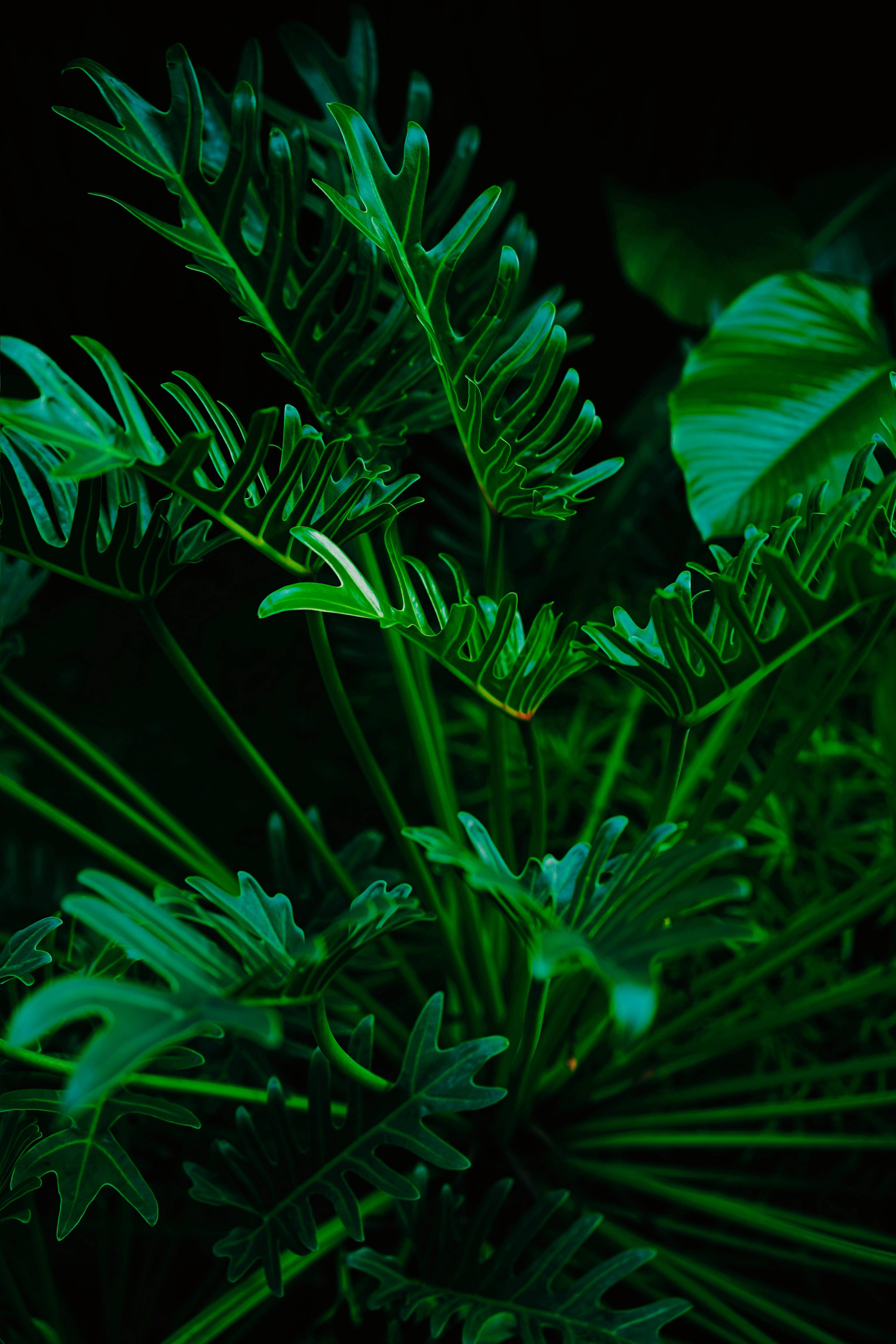 green, plant, leaves, macro, exotic