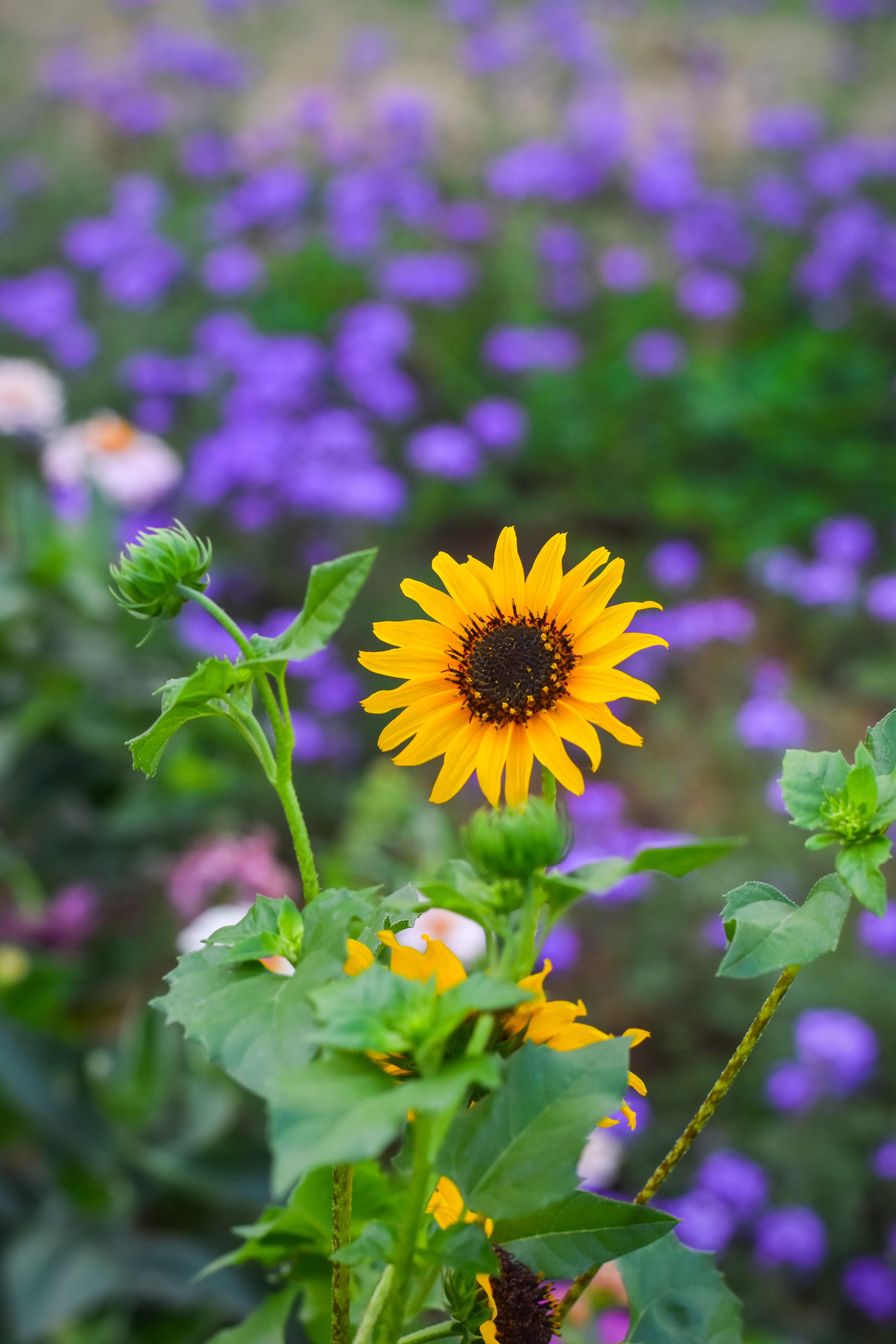 shine, smooth, garden, flowers, yellow, flower, light, blur, bloom, flowering Free Stock Photo