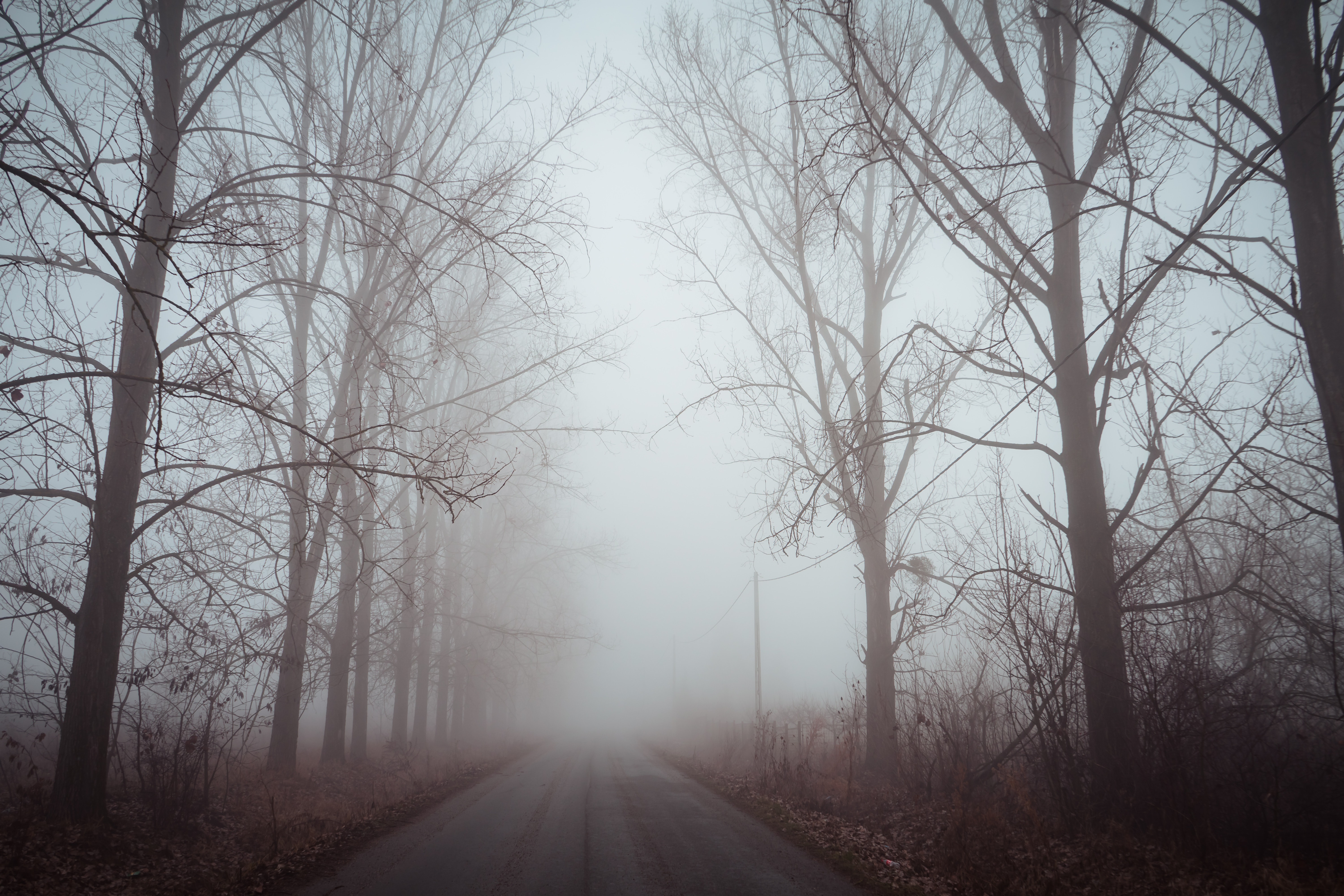 Mobile HD Wallpaper Silence dawn, road, trees, fog