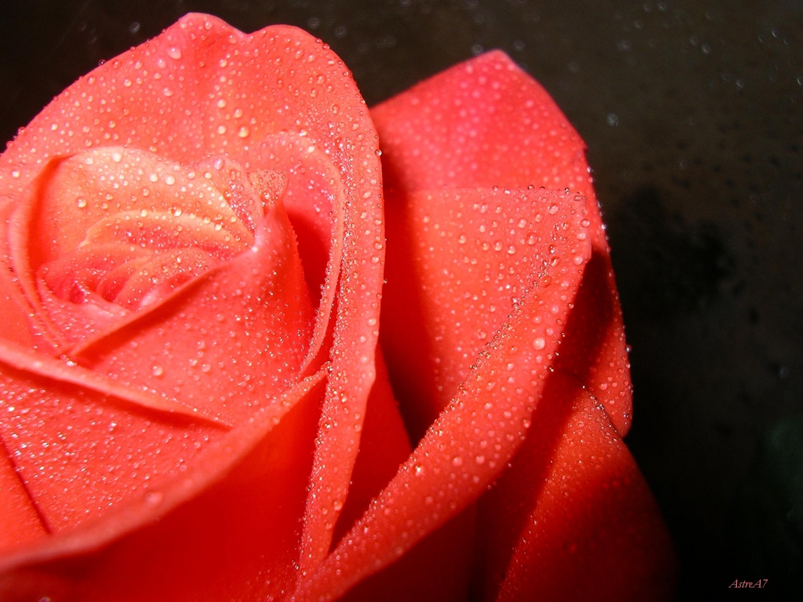 5610 Заставки і шпалери Рослини на телефон. Завантажити рози, червоний, квіти картинки безкоштовно