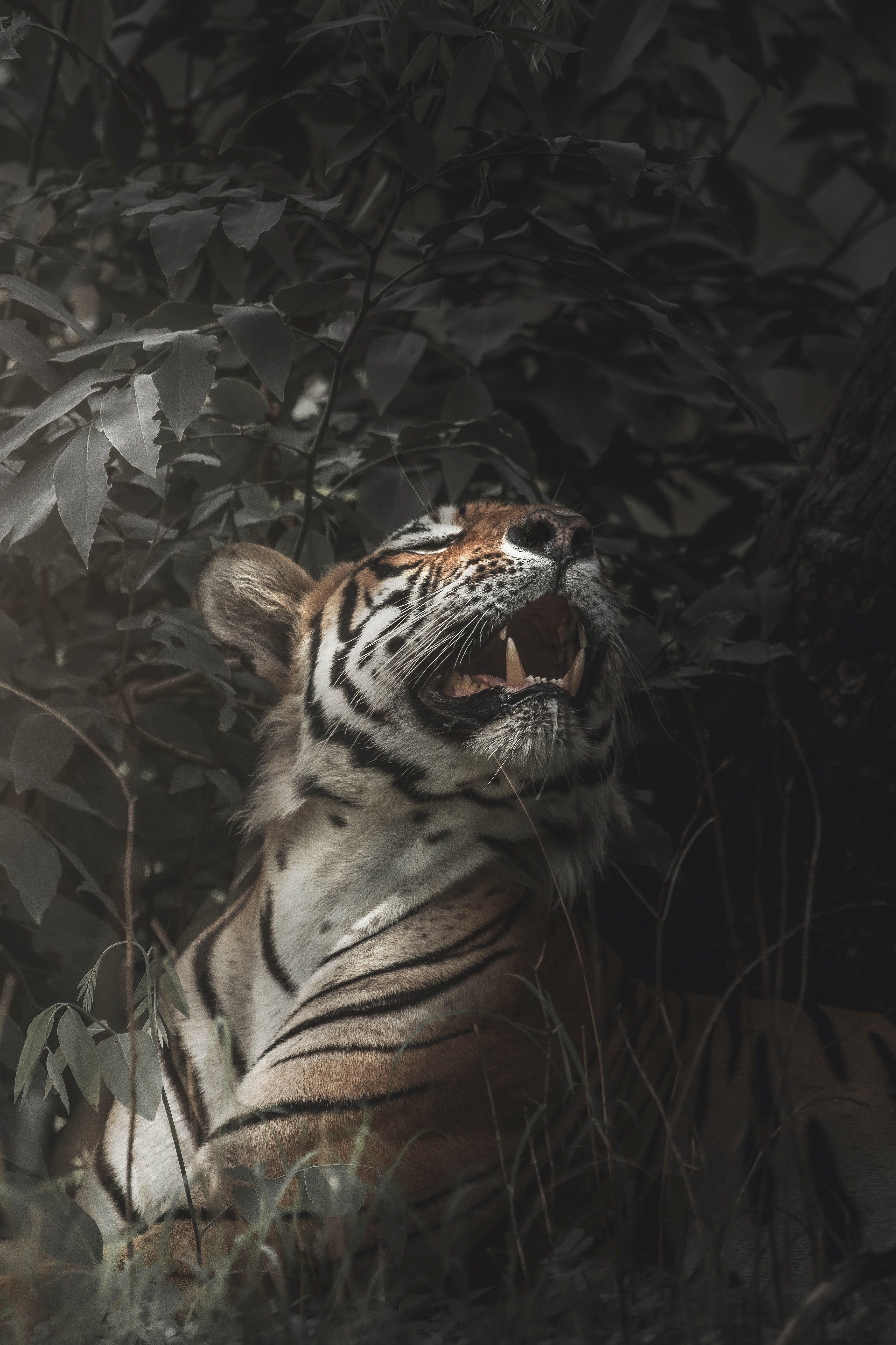 149647 Hintergrundbild herunterladen tiere, fallen, raubtier, predator, große katze, big cat, tiger, fangzähne, zähne, mund - Bildschirmschoner und Bilder kostenlos
