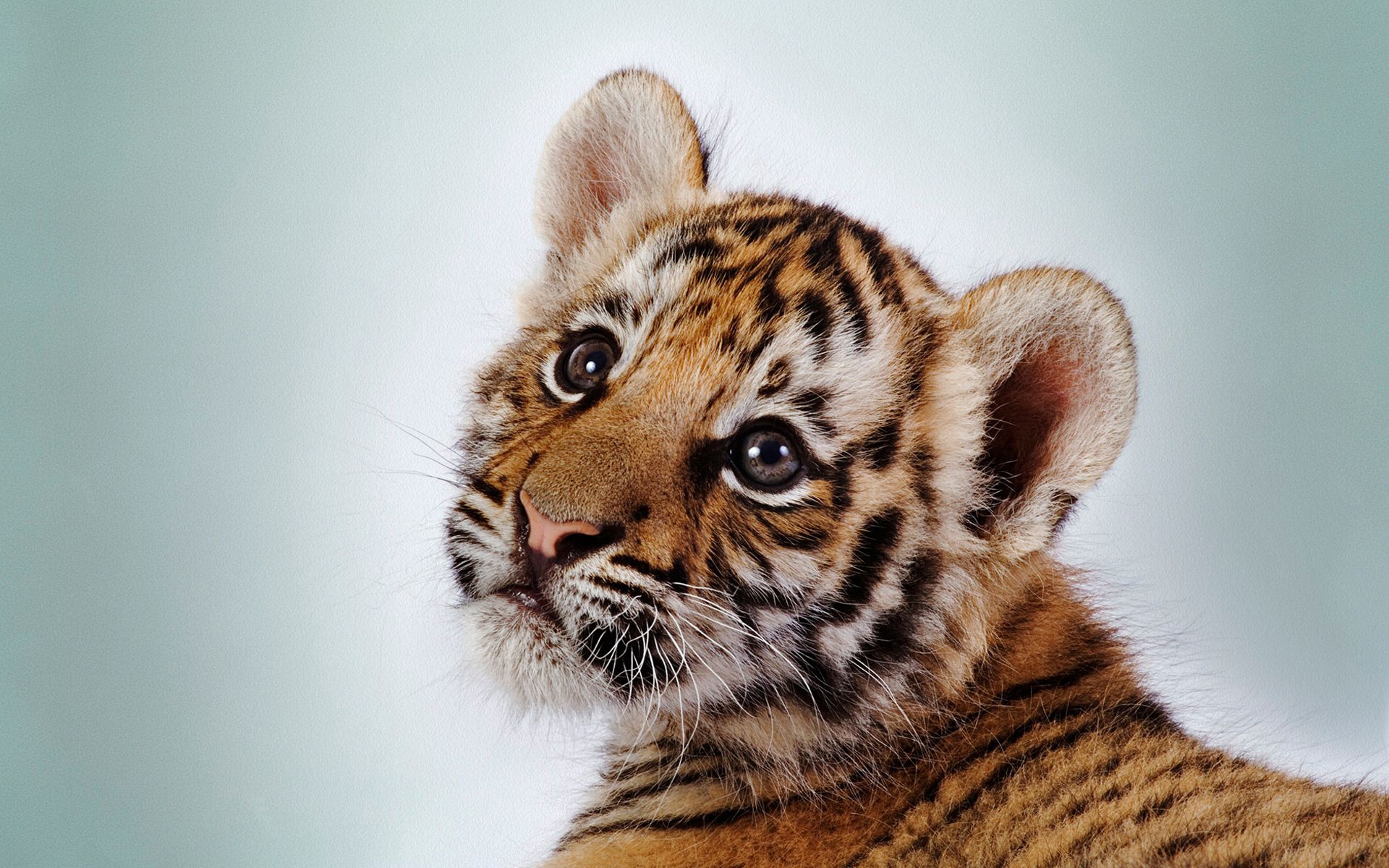 143836 Bild herunterladen tigerjunges, tiere, junge, schnauze, gestreift, tiger, kind, tot, joey - Hintergrundbilder und Bildschirmschoner kostenlos