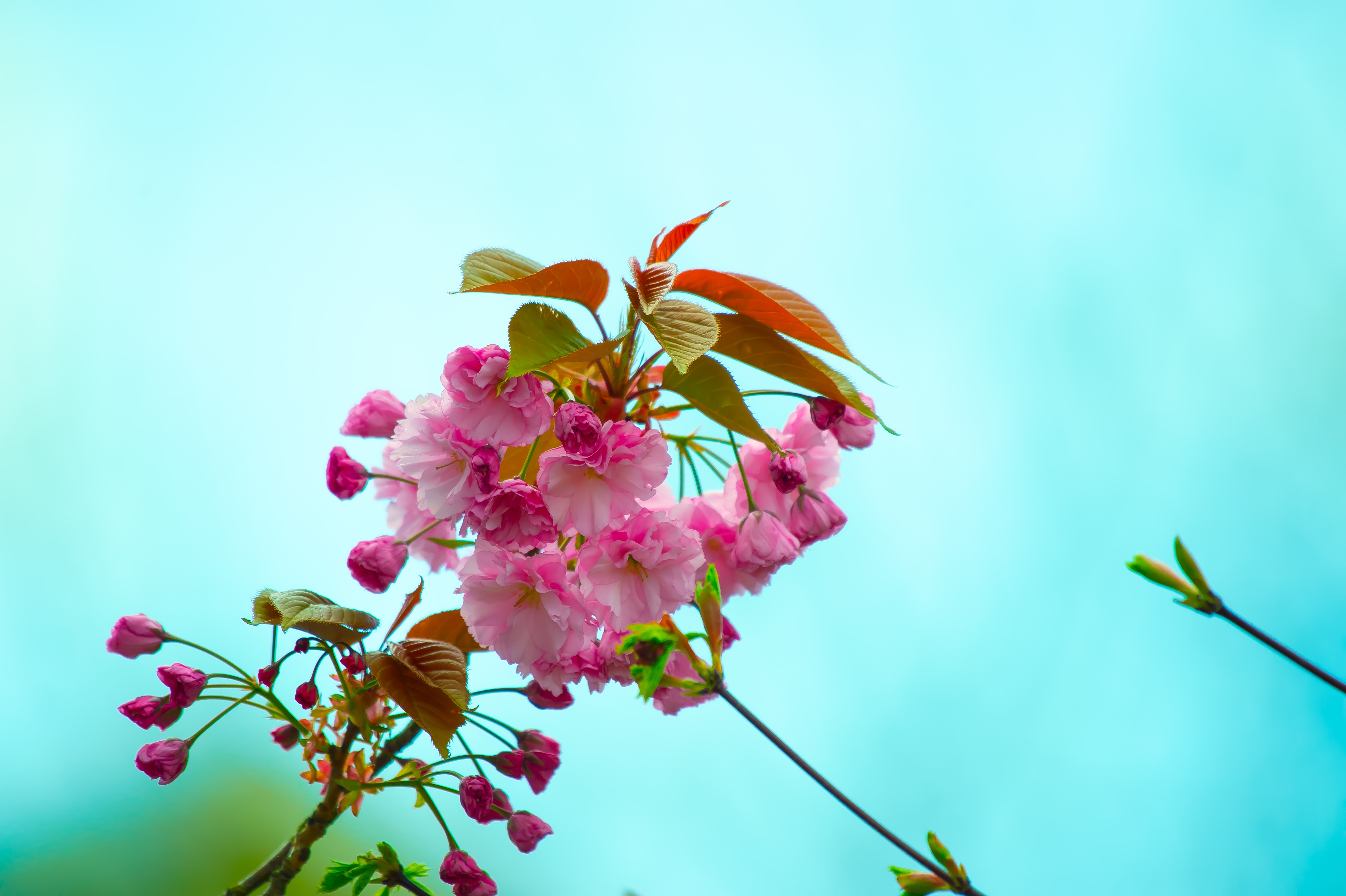 Pink branch, spring, flora, flowering 4k Wallpaper