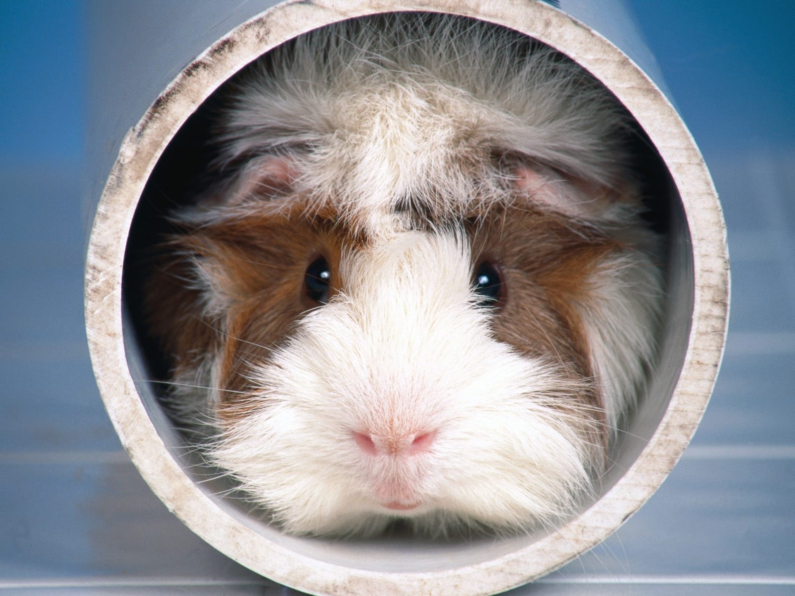 Laden Sie das Tiere, Nagetiere, Meerschweinchen-Bild kostenlos auf Ihren PC-Desktop herunter
