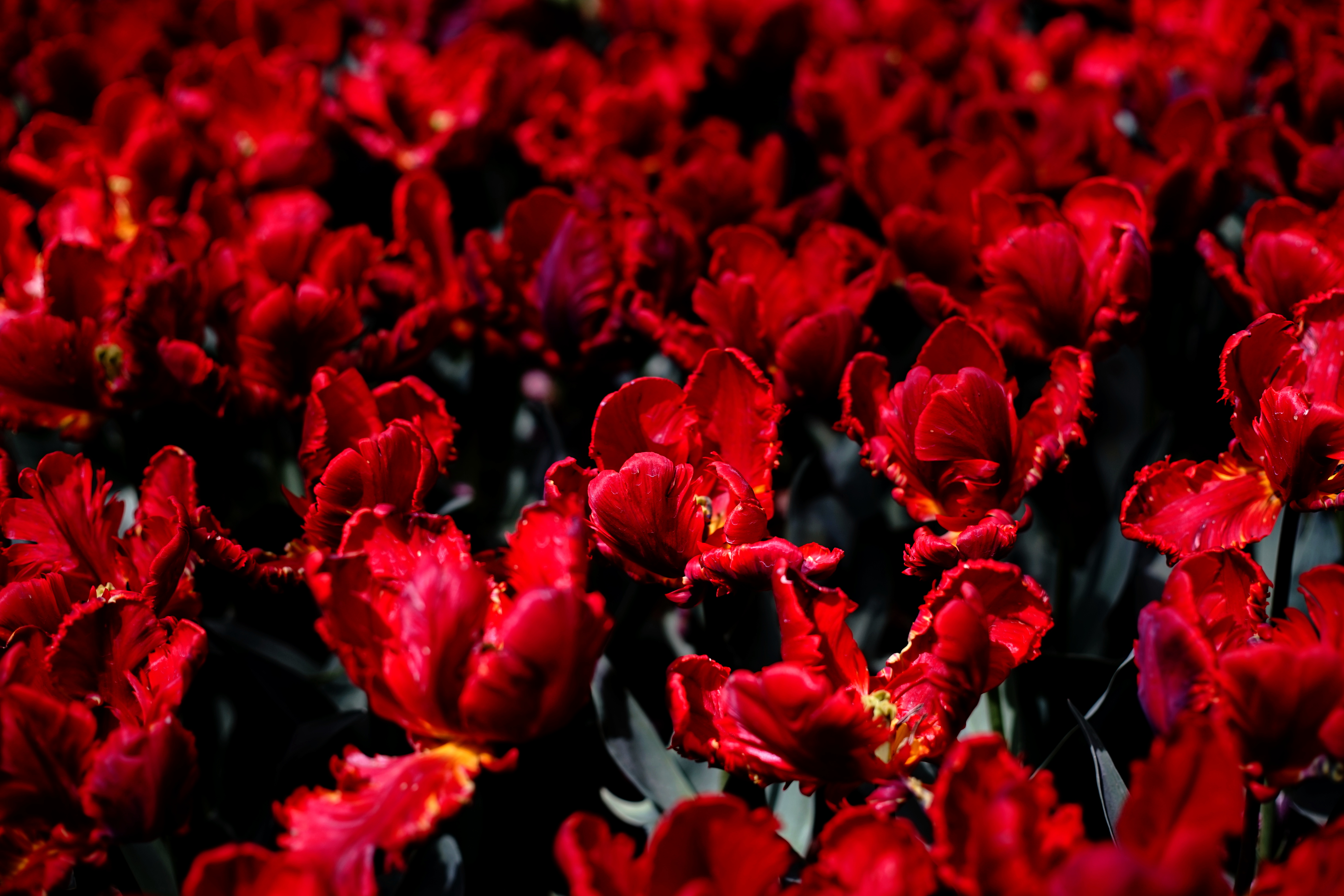 144223 Protetores de tela e papéis de parede Campo em seu telefone. Baixe vermelho, flores, tulipas, brilhante fotos gratuitamente