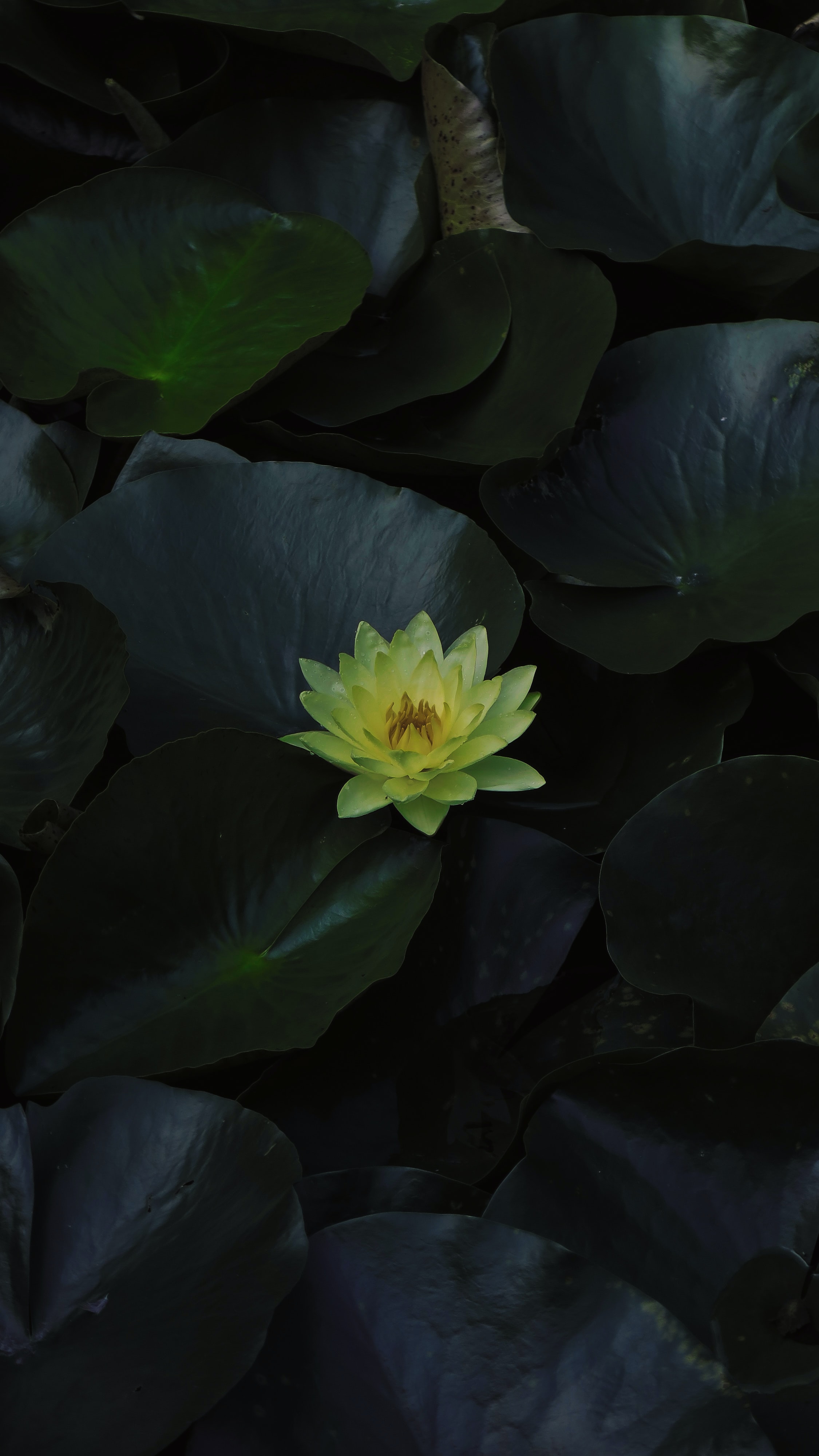 flower, flowering, water lily, flowers, water, leaves, bloom, basin Phone Background