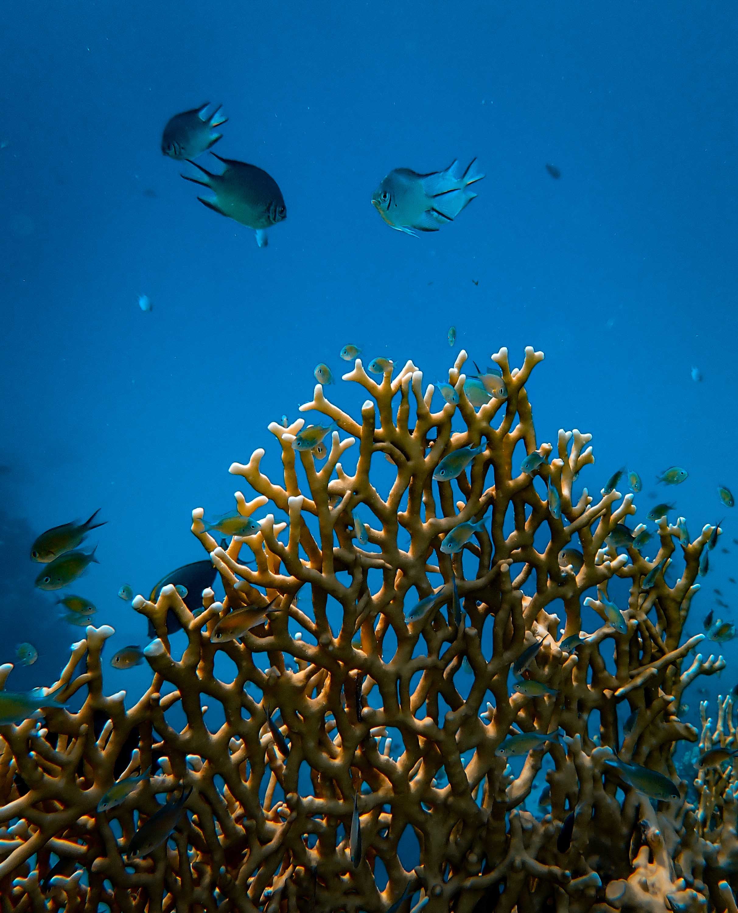 Laden Sie das Tiere, Wasser, Fische, Koralle, Unterwasserwelt-Bild kostenlos auf Ihren PC-Desktop herunter