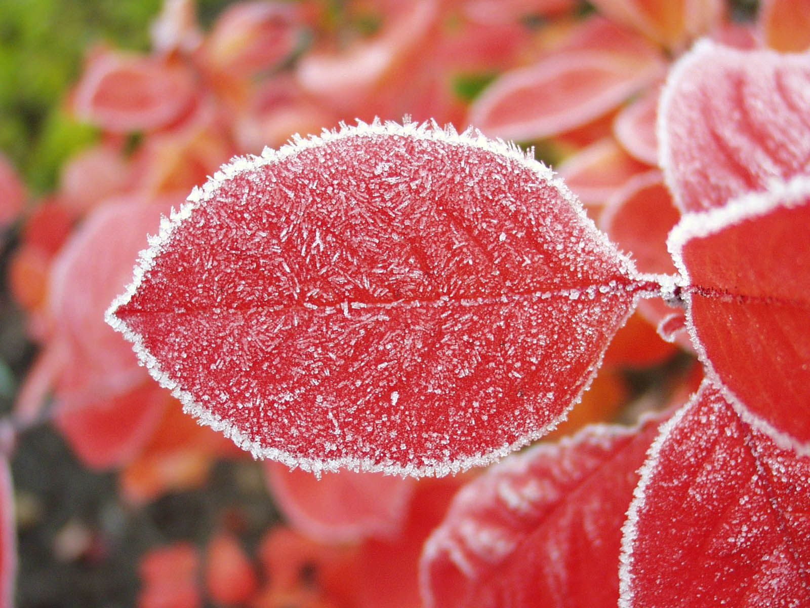 Mobile Wallpaper Leaf nature, frost, red, sheet