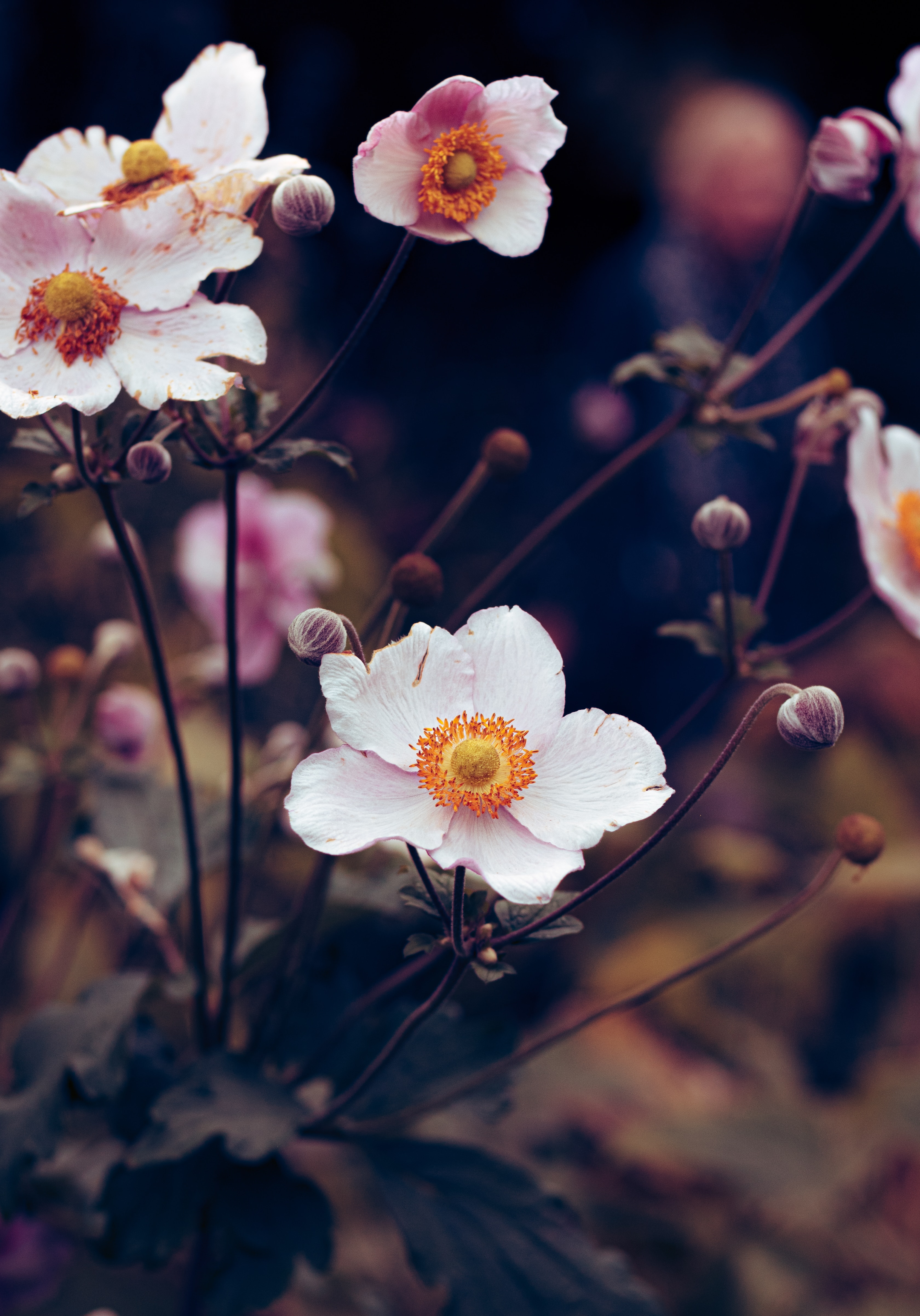 80117 download wallpaper flowers, white, flower, plant, bloom, flowering, anemone screensavers and pictures for free