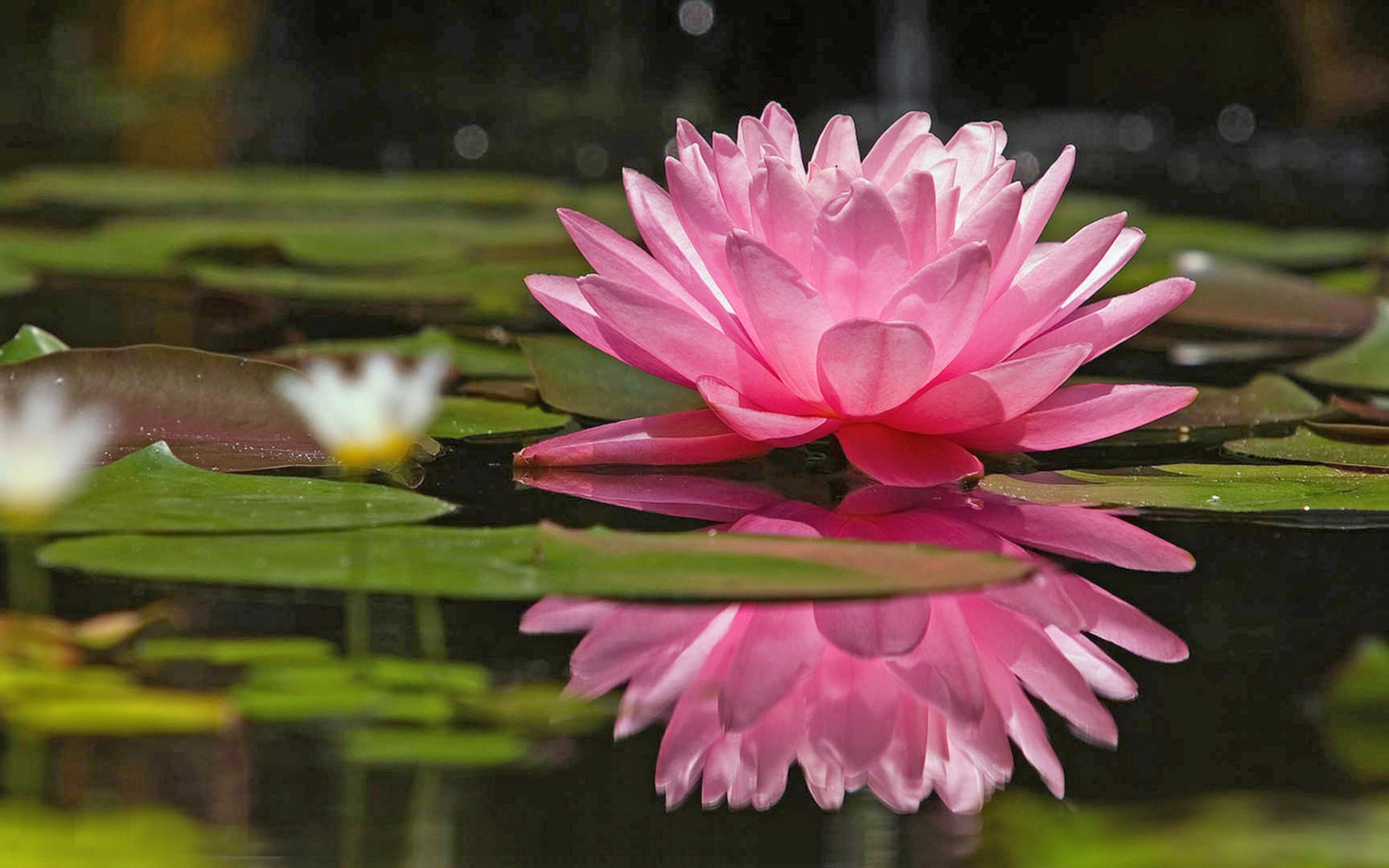 pink flower, earth, water lily, flower, reflection High Definition image