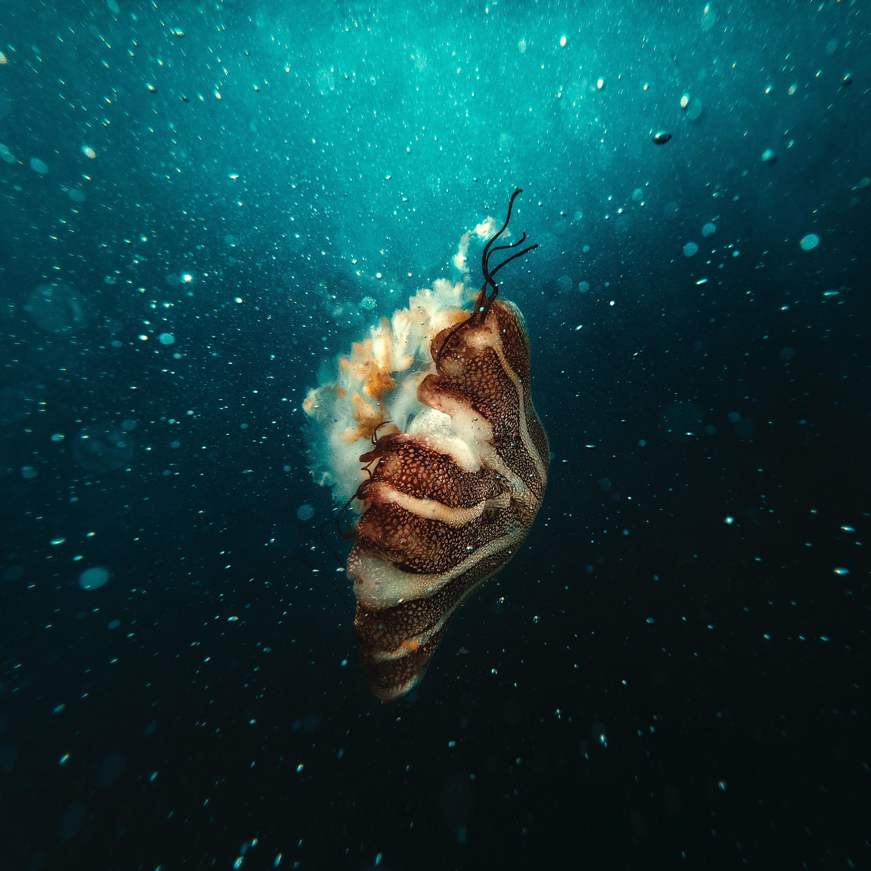 under water, jellyfish, animals, bubbles, underwater world, underwater