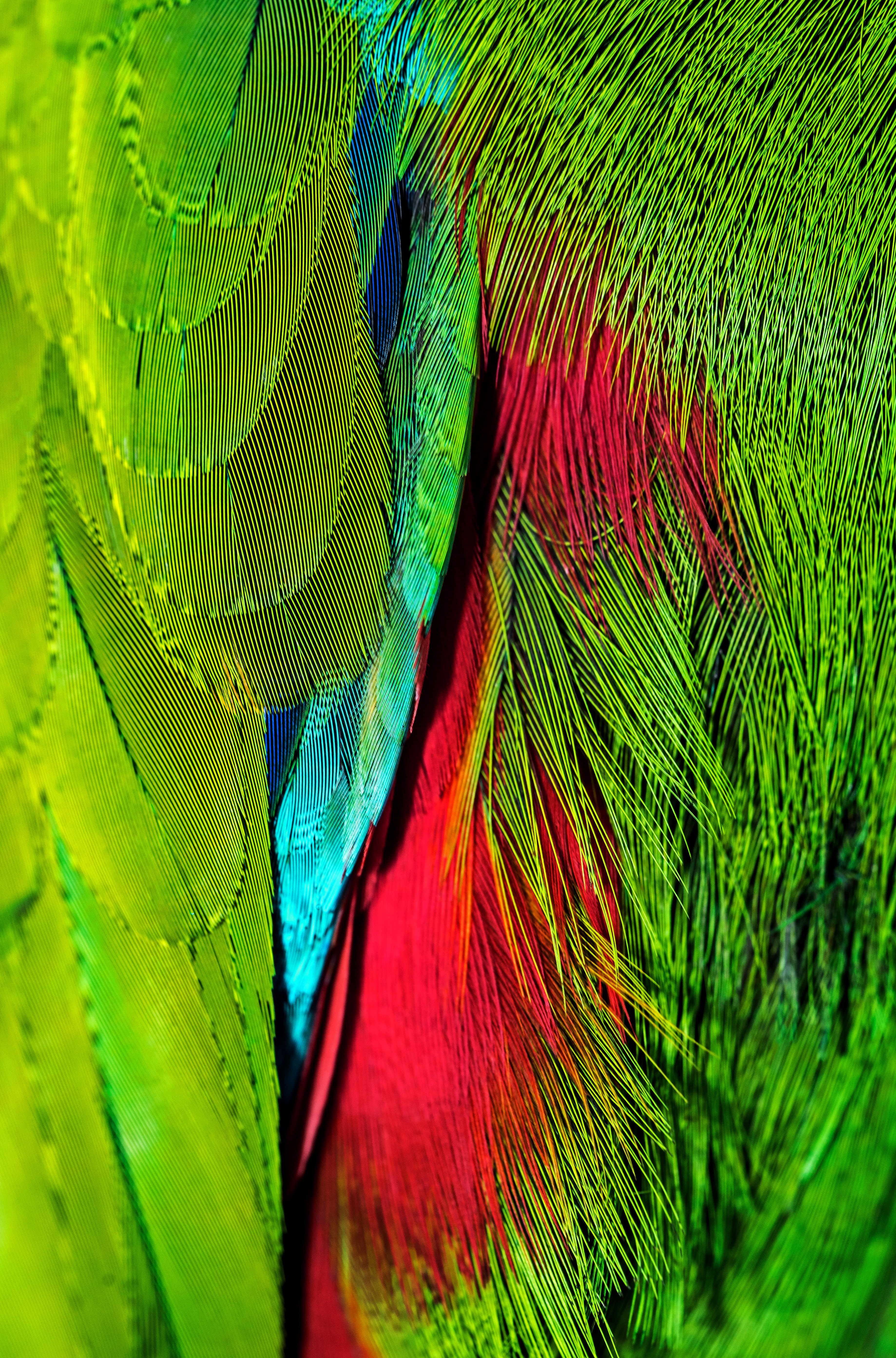 macro, bright, feather, multicolored, colors, iridescent, coloring High Definition image