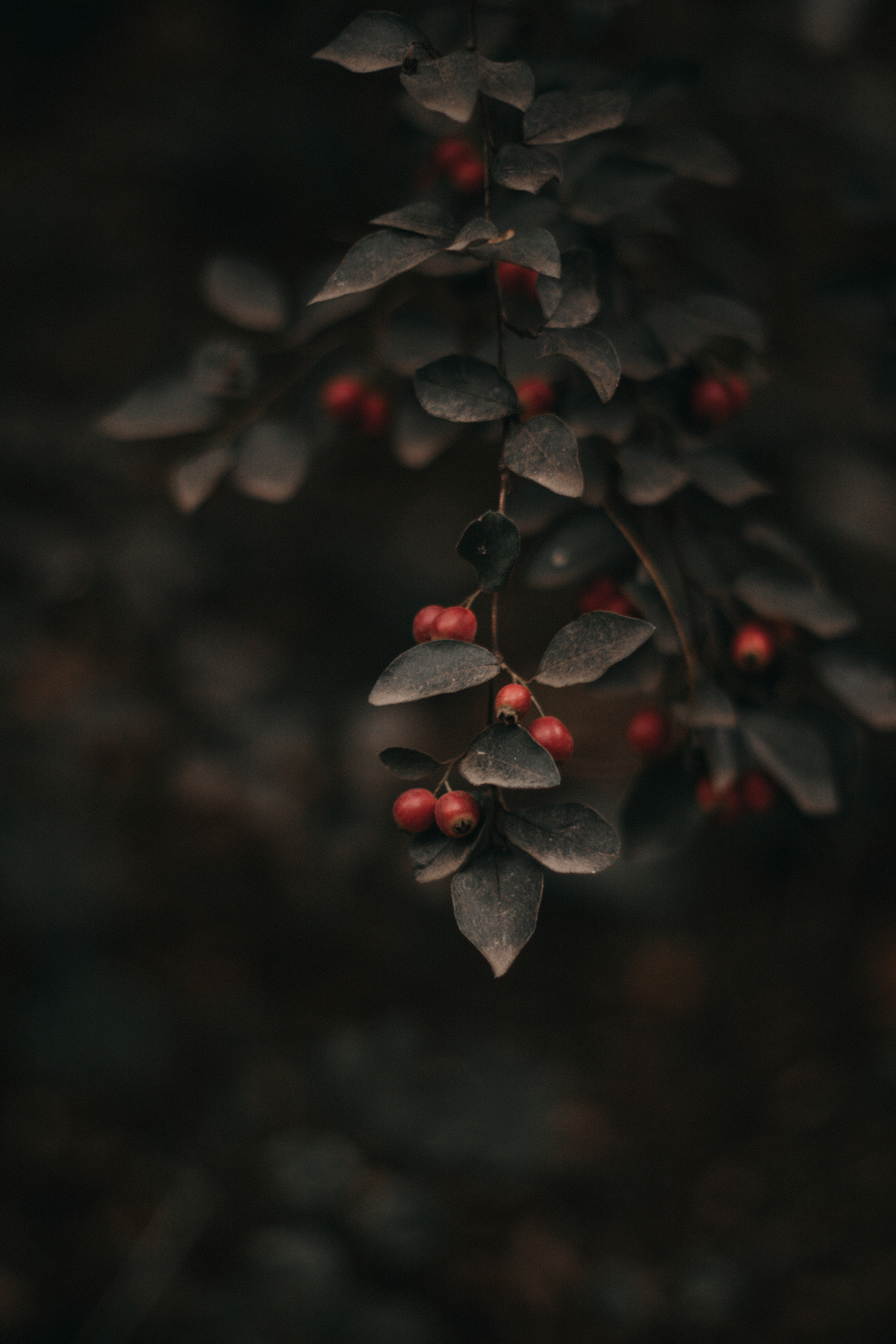 112861 Screensavers and Wallpapers Berry for phone. Download nature, leaves, bush, branch, berry, focus pictures for free