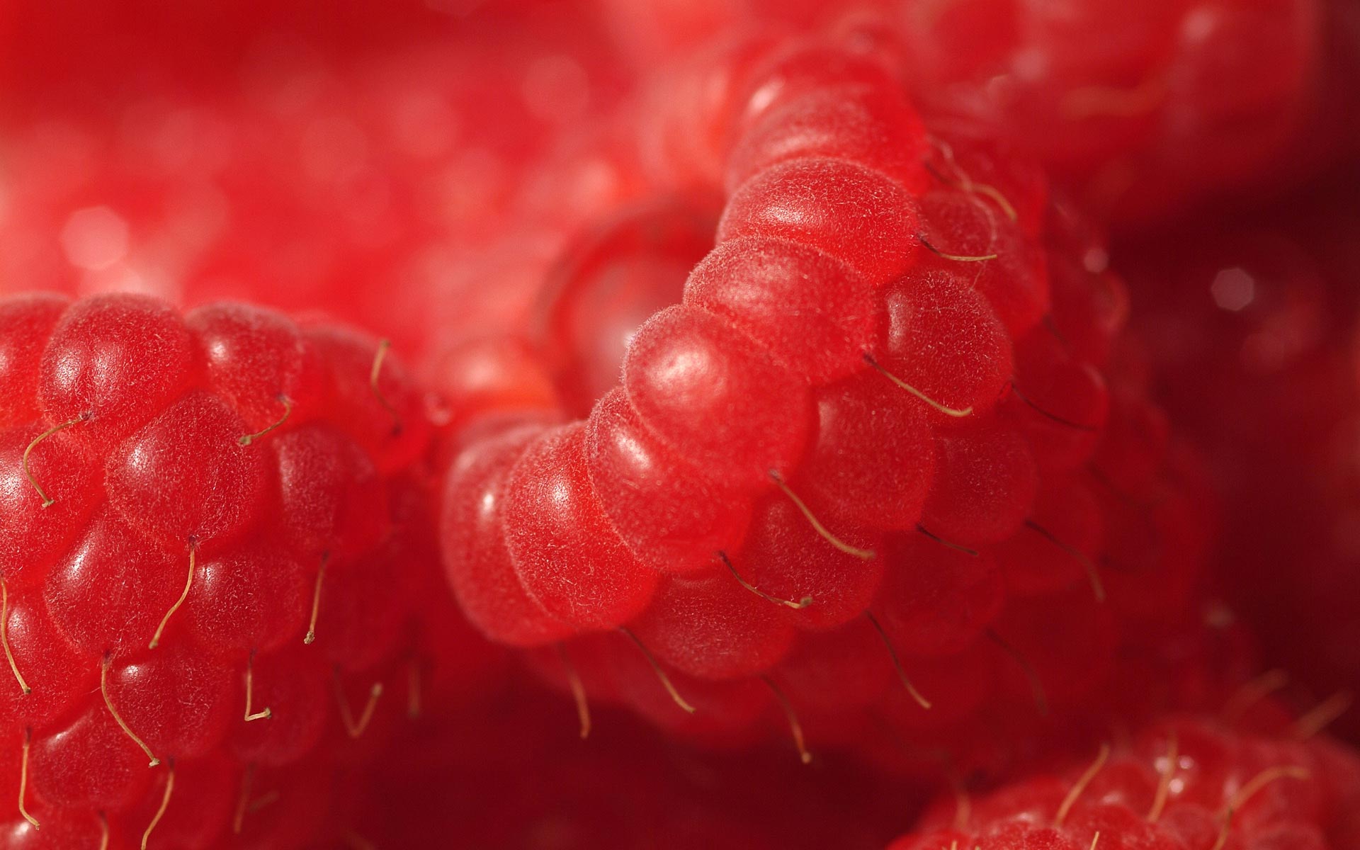 close up, food, raspberry, fruit, red, fruits for android
