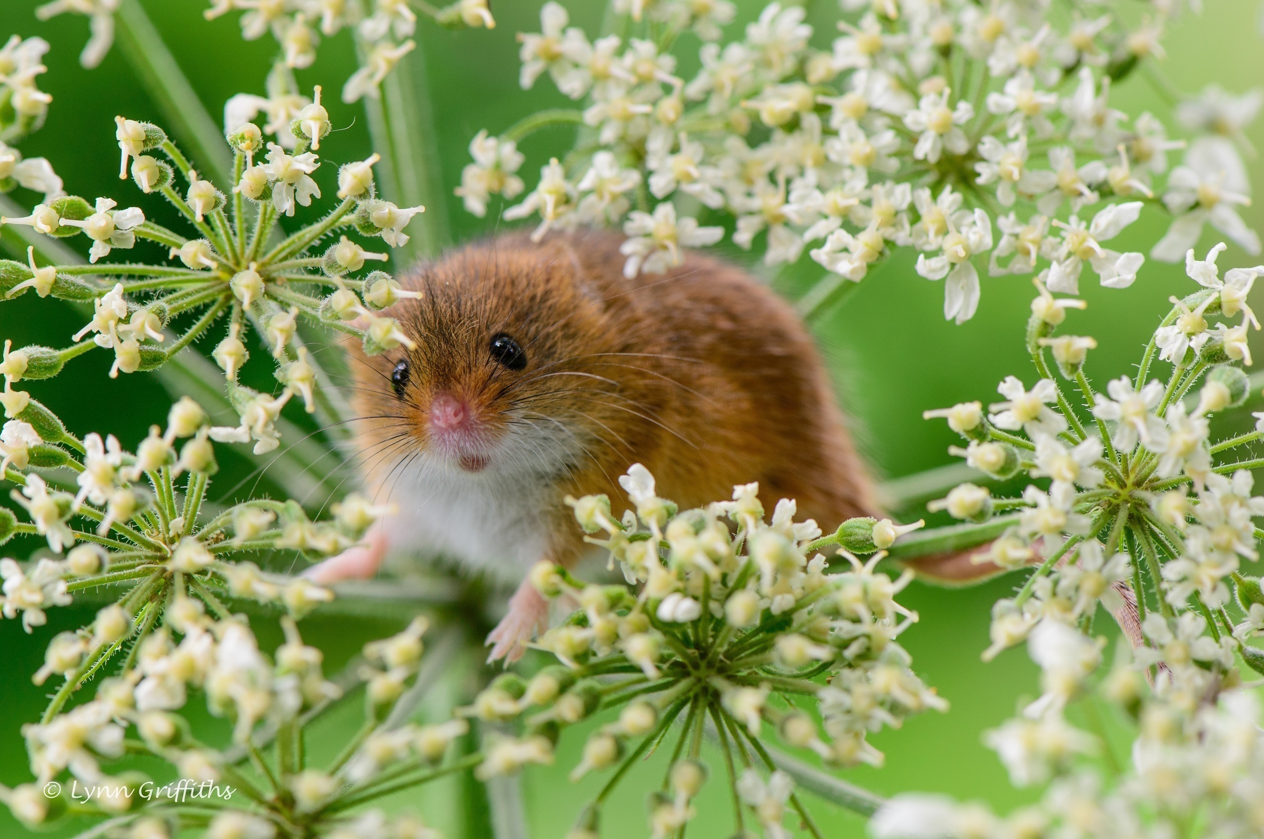 Laden Sie das Tiere, Grass, Pflanze, Maus, Nagetier, Kleine Maus, Baby Maus-Bild kostenlos auf Ihren PC-Desktop herunter