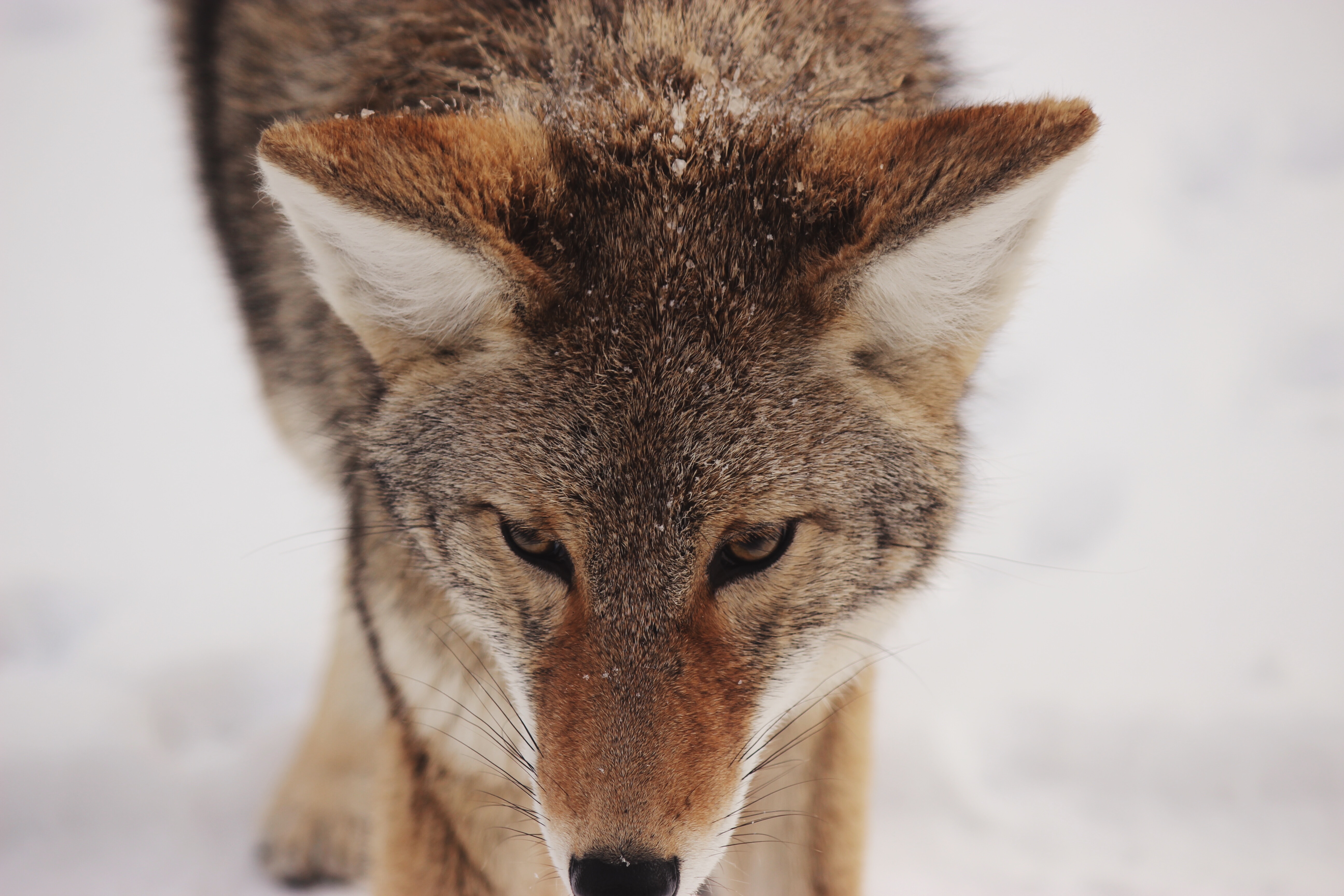 desktop and mobile animals, predator, opinion, coyote