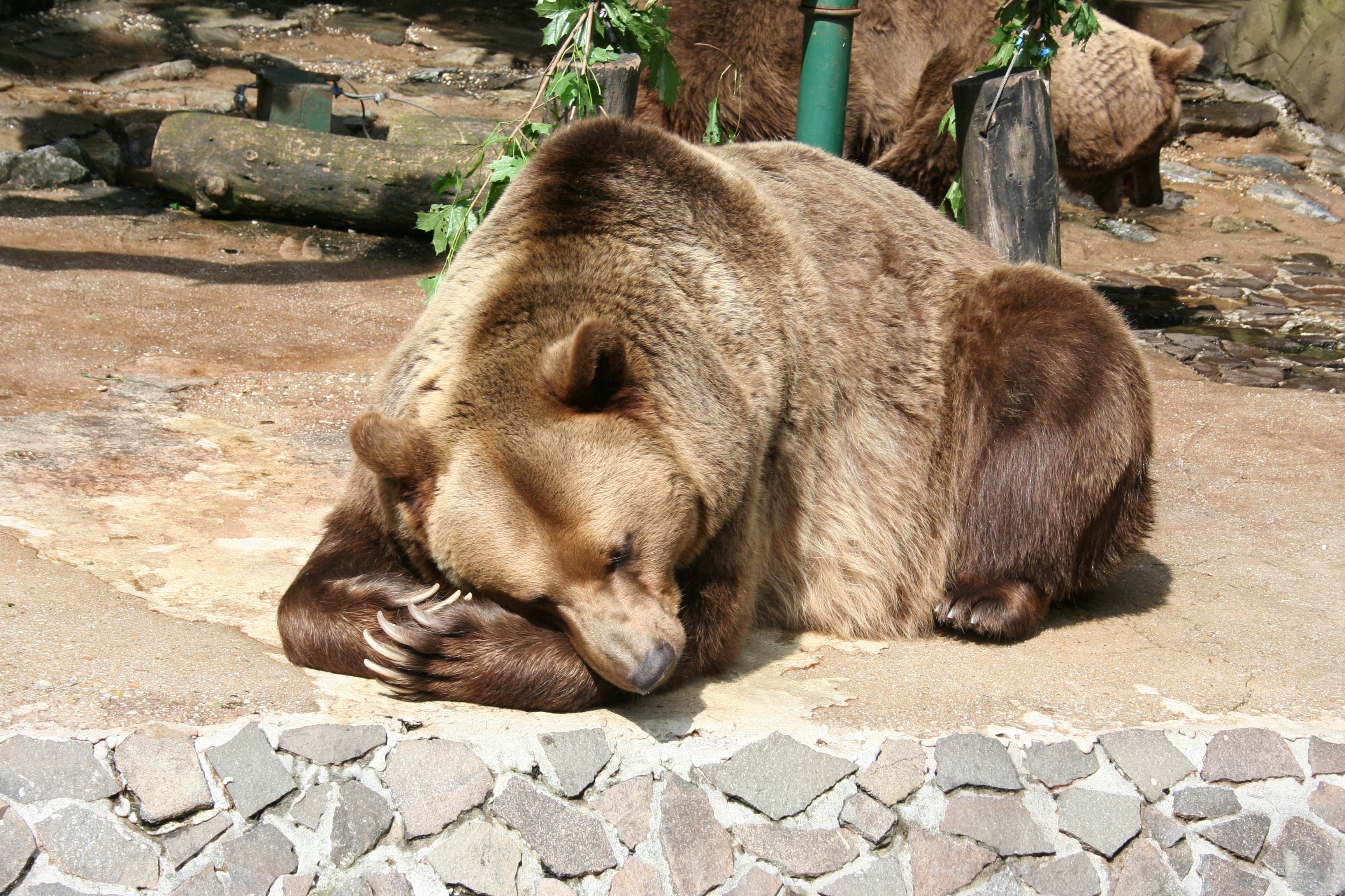 brown bear, reserve, bear, animals Lies HQ Background Images