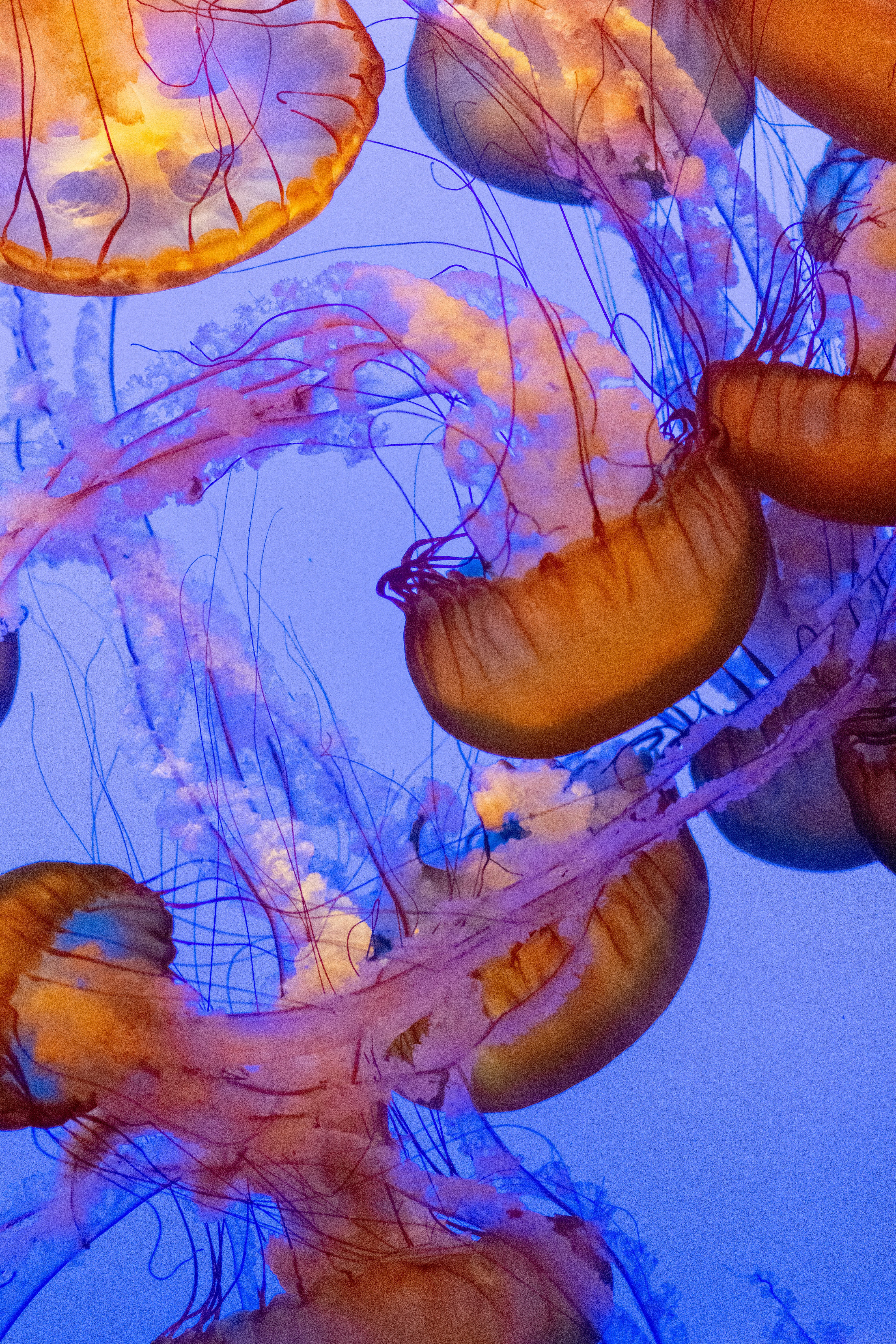 71492 Bild herunterladen tiere, wasser, jellyfish, unterwasserwelt, tentakel, tiefe, tentakeln - Hintergrundbilder und Bildschirmschoner kostenlos