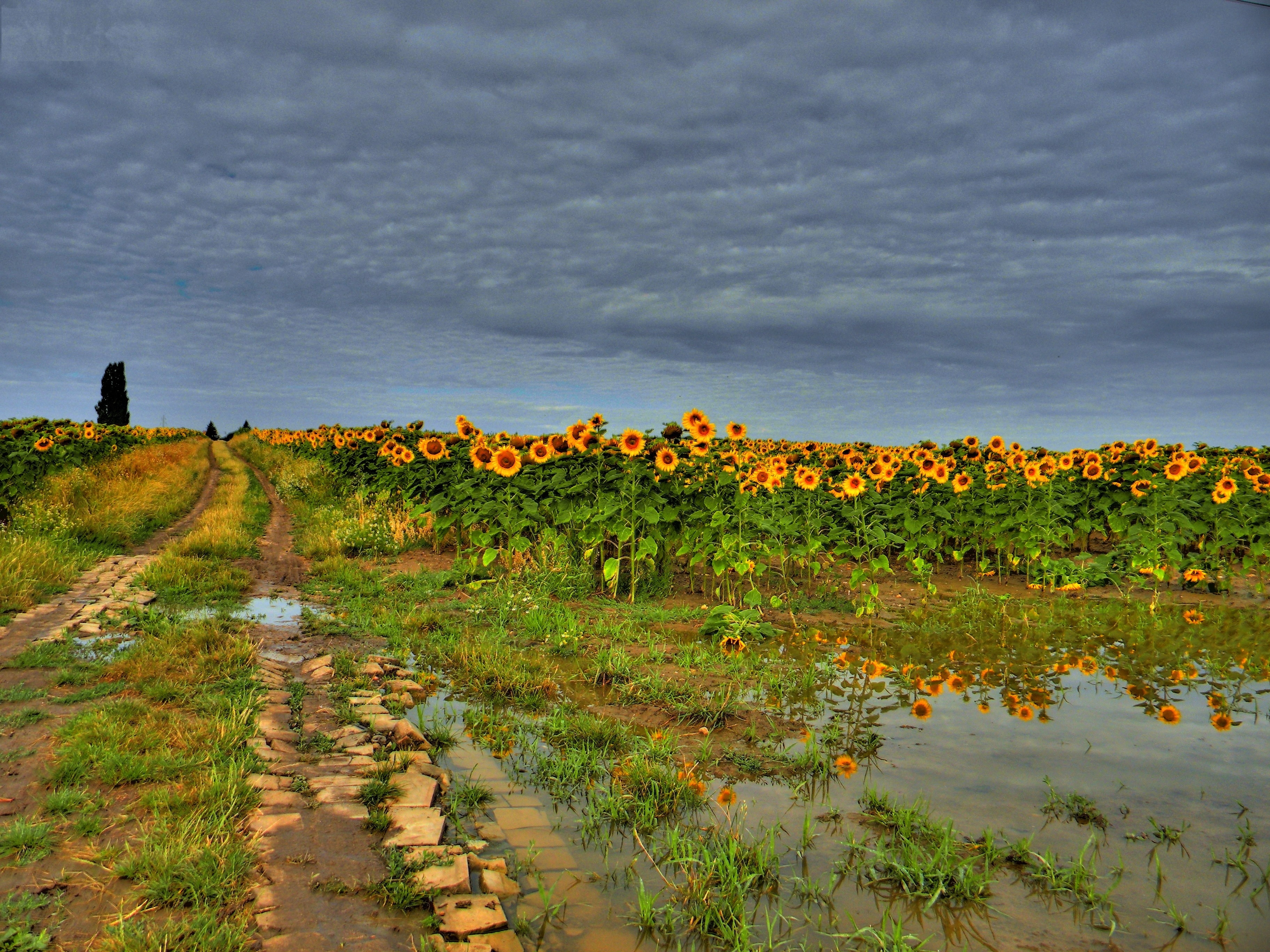 125739 download wallpaper landscape, nature, sunflowers, clouds, road, field screensavers and pictures for free