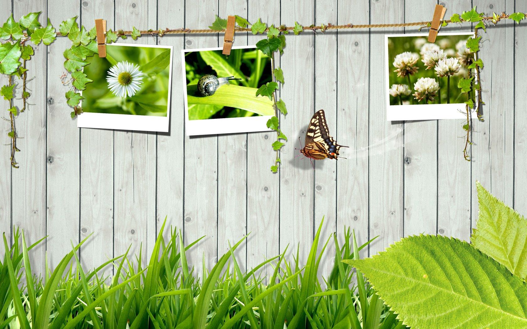 150924 Bildschirmschoner und Hintergrundbilder Schmetterling auf Ihrem Telefon. Laden Sie sonstige, verschiedenes, grass, fotokarten Bilder kostenlos herunter