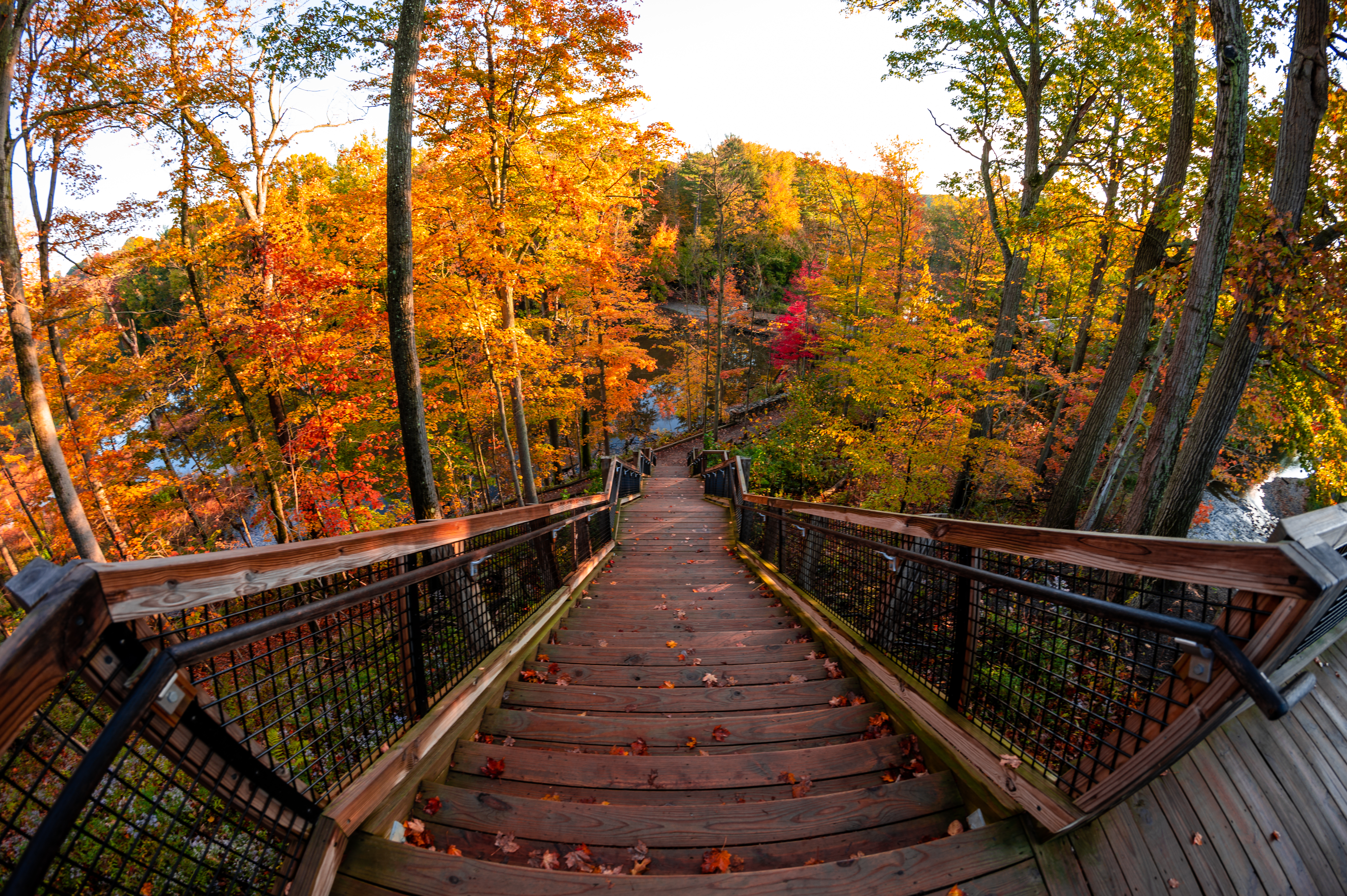 67621 скачать обои осень, ступени, природа, деревья, лес, лестница - заставки и картинки бесплатно