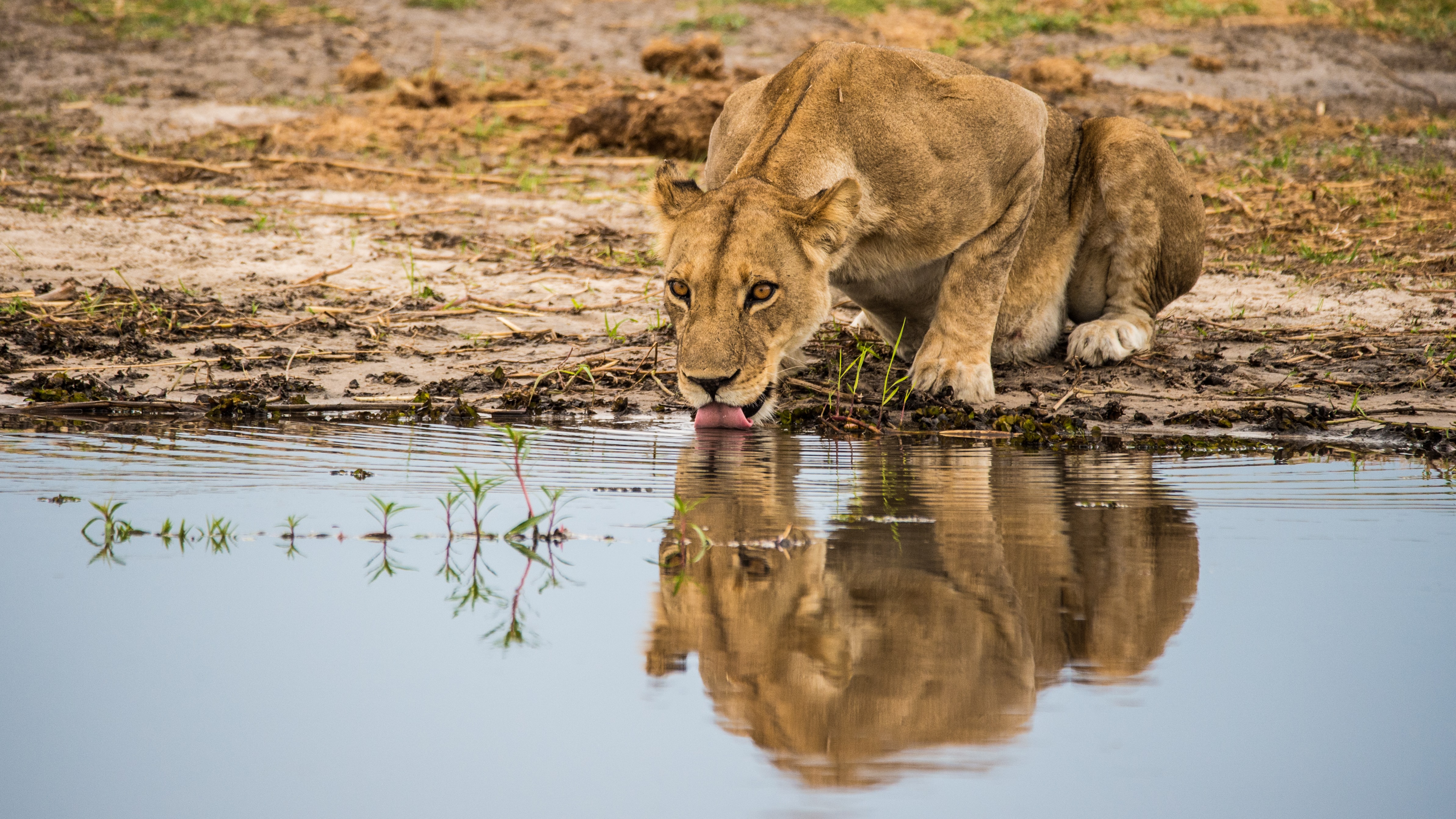61680 Screensavers and Wallpapers Lioness for phone. Download animals, water, predator, big cat, lioness, protruding tongue, tongue stuck out pictures for free