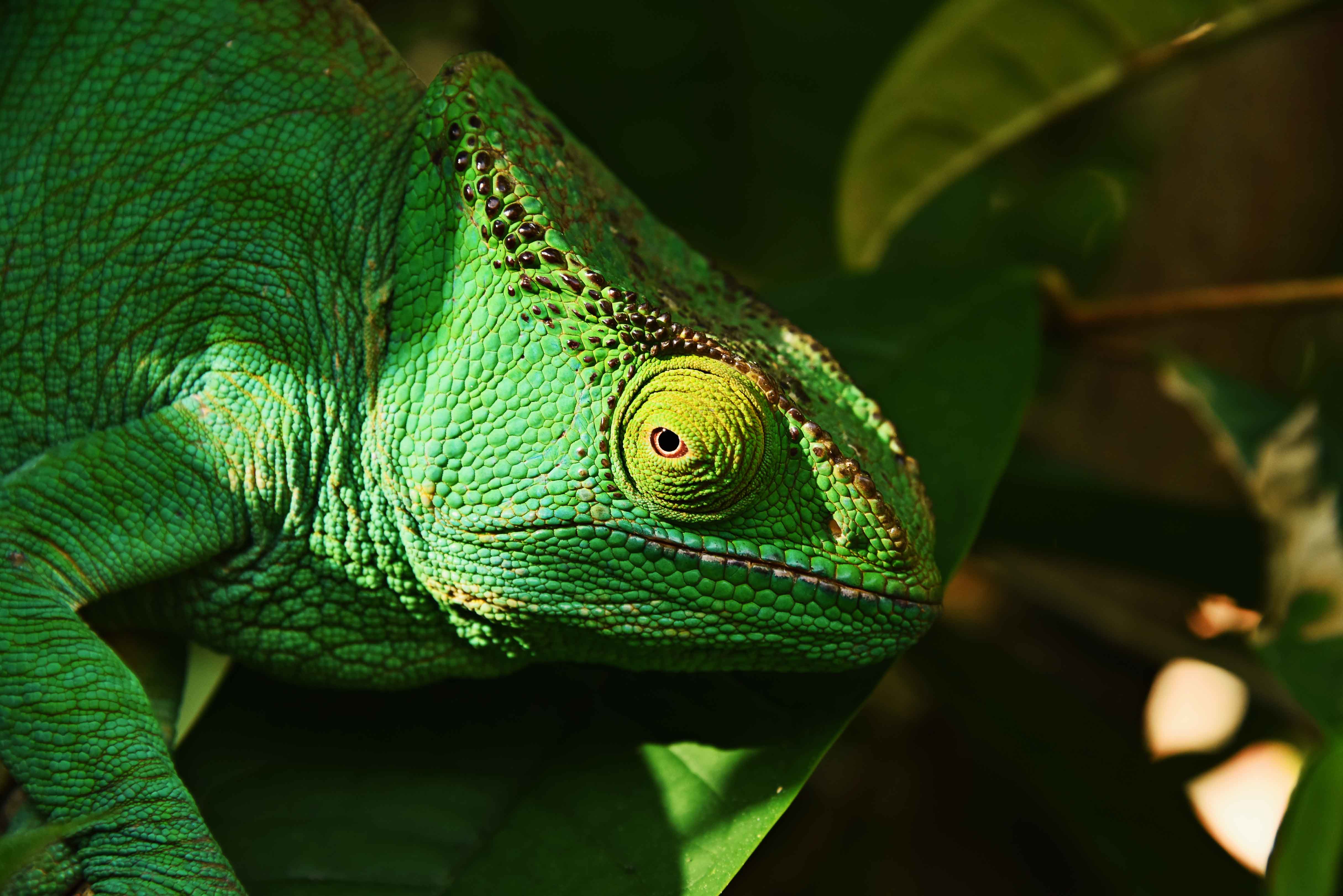 Handy-Wallpaper Tiere, Eidechse, Reptil, Reptile, Leguan, Iguana, Auge kostenlos herunterladen.