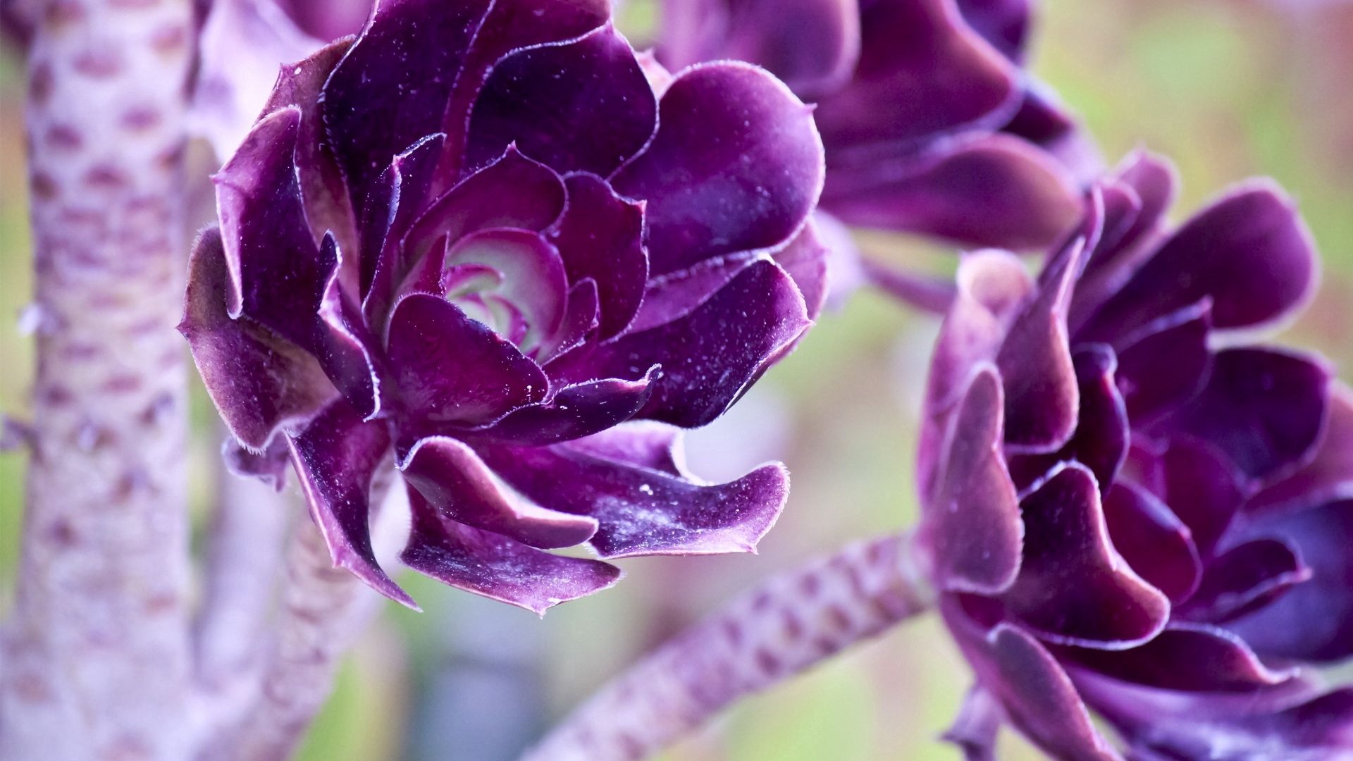 126273 Salvapantallas y fondos de pantalla Violeta en tu teléfono. Descarga imágenes de violeta, flores, planta, macro, púrpura gratis
