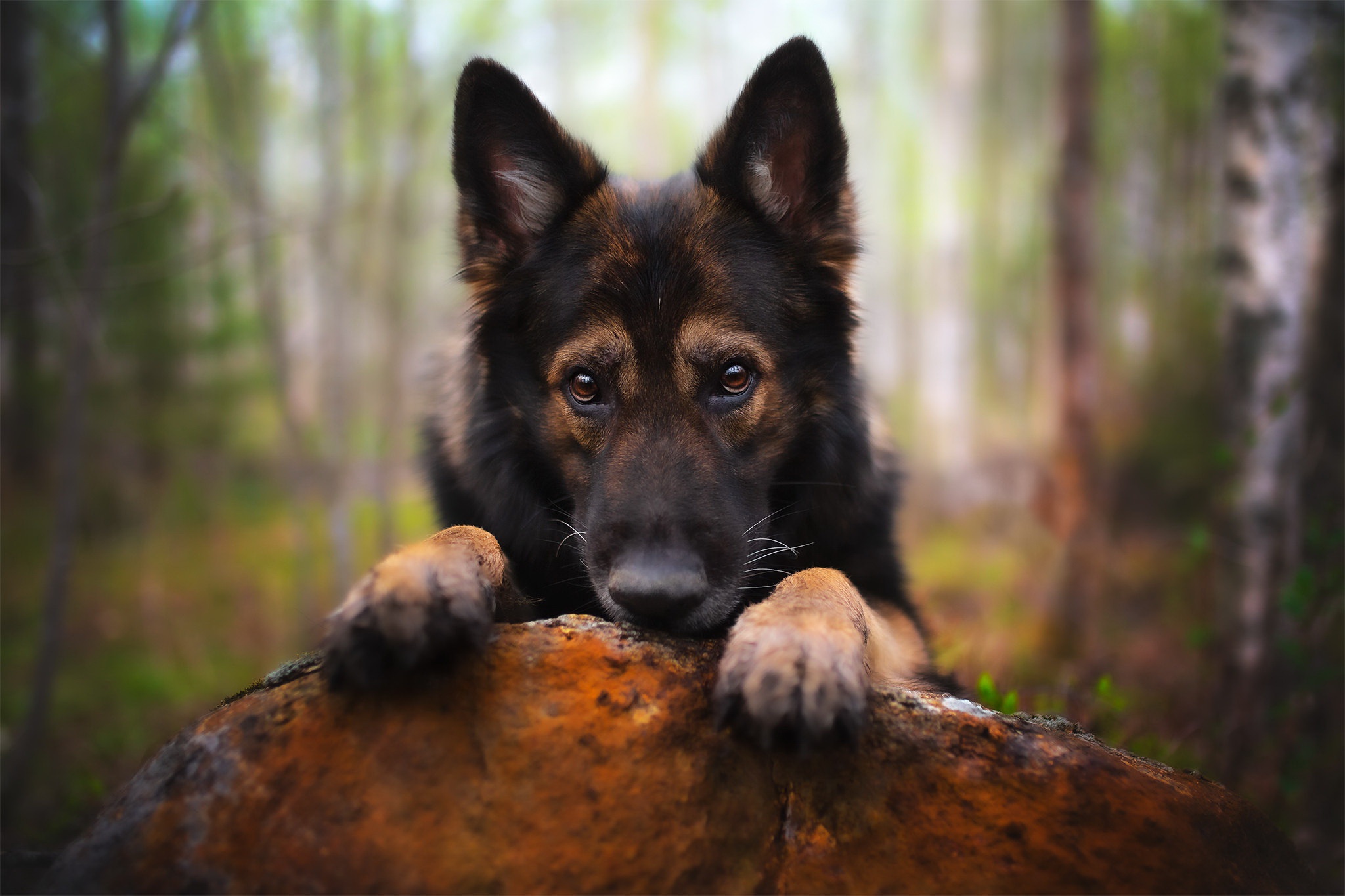Mobile wallpaper: Dogs, Dog, Animal, German Shepherd, Depth Of Field,  484261 download the picture for free.