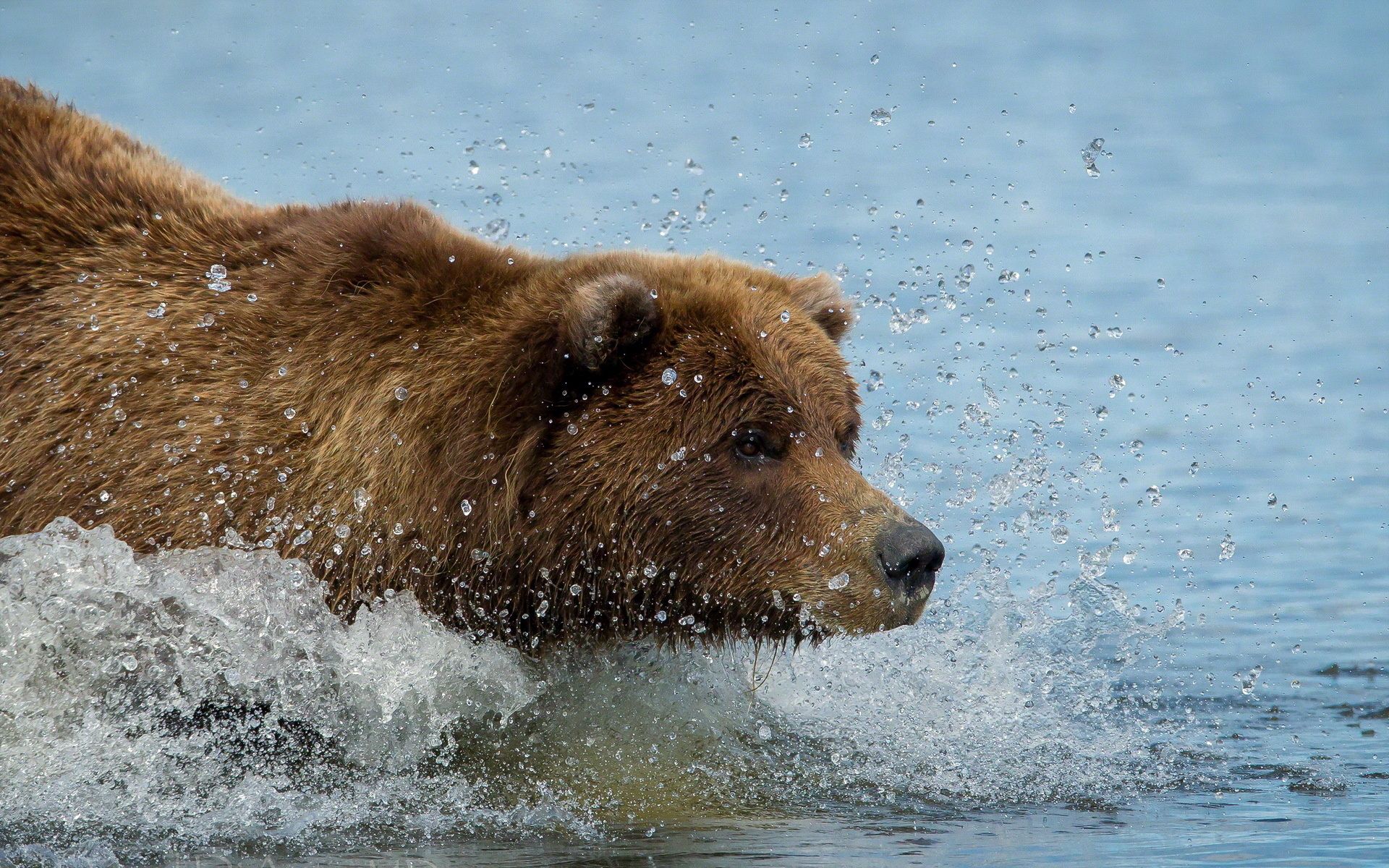 Popular Grizzly Bear Image for Phone